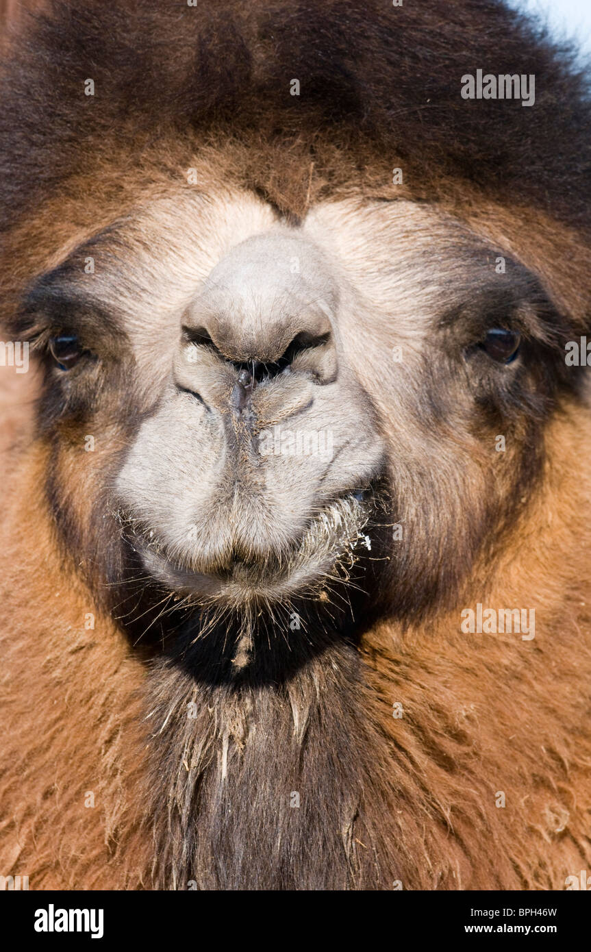 Domestiziert baktrischen Kamel Camelus Batrianus Khongoryn Els Sanddünen im südlichen Mongolei Wüste Gobi winter Stockfoto