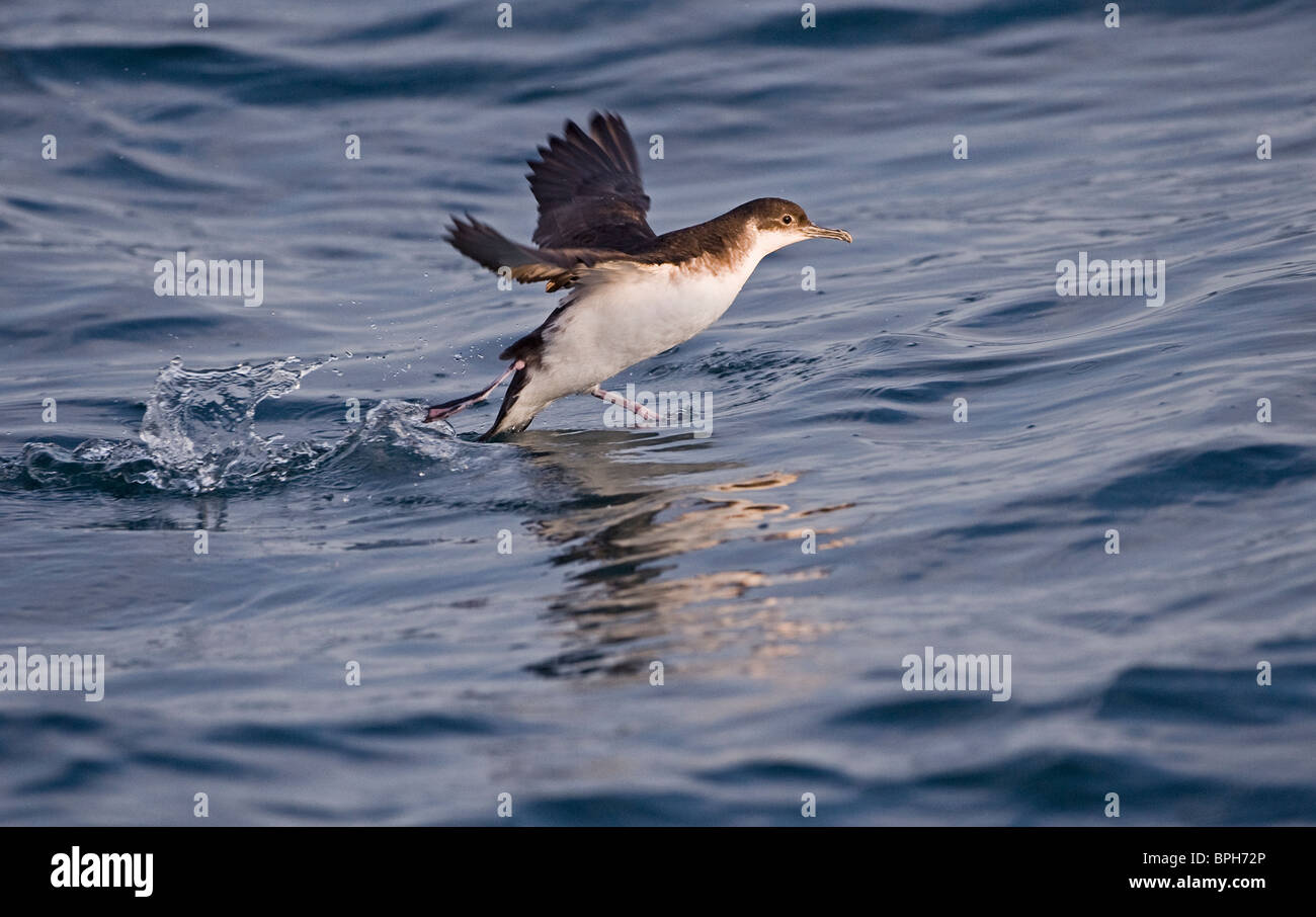 Manx Shearwater Puffinus Puffinus in St Brides Bay off Skomer Island Pembrokeshire Wales Juli Stockfoto