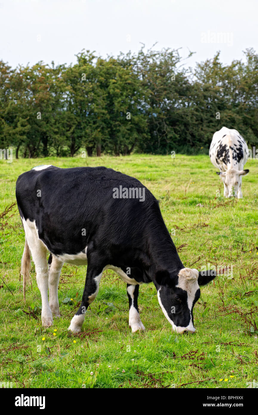 Zwei Kühe auf einem Feld Stockfoto