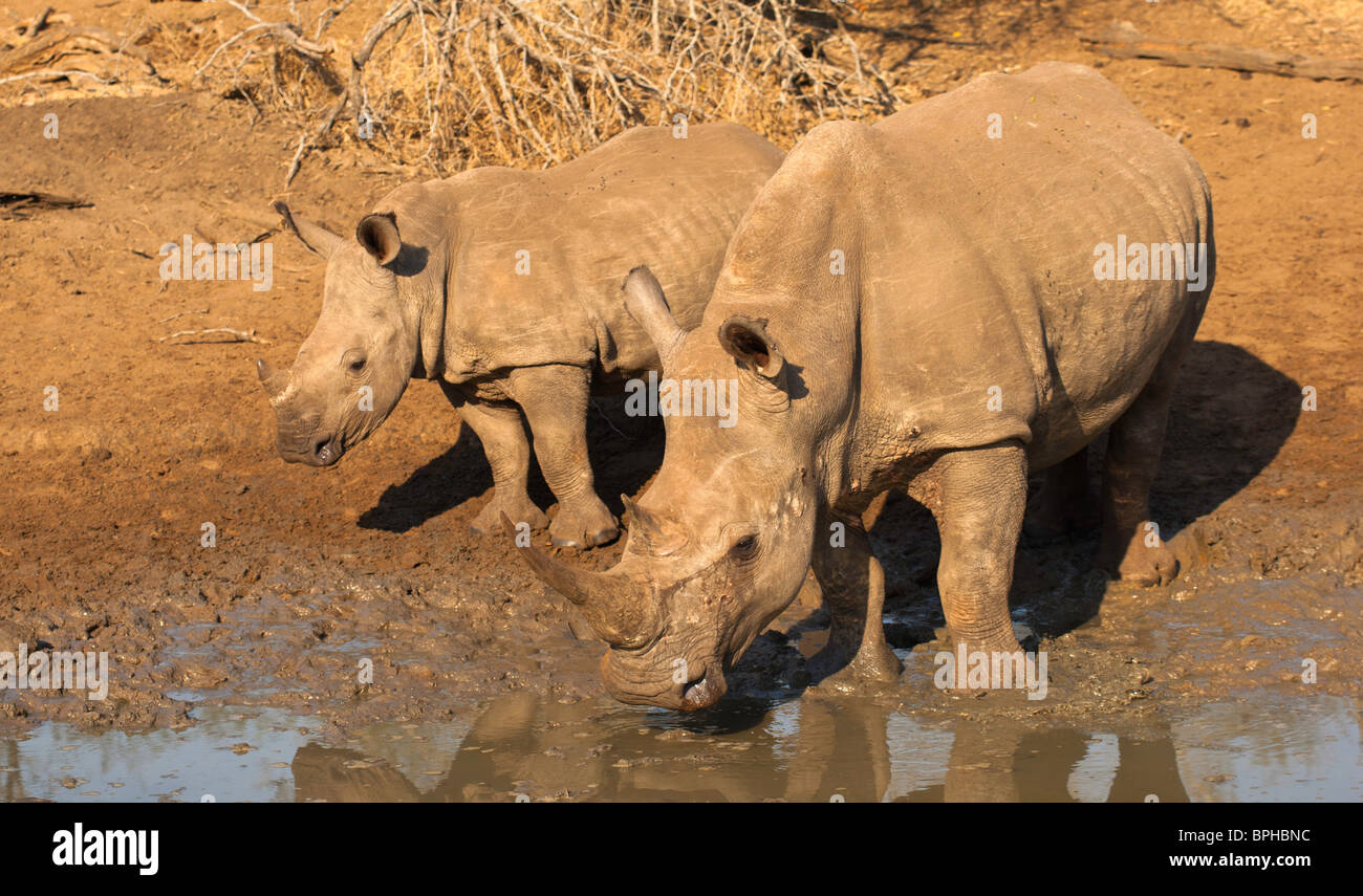 Rhino mit jungen trinken Stockfoto