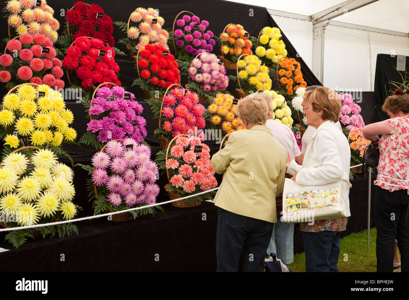 Großbritannien, England, Merseyside, Southport Flower Show, Grand Floral Festzelt, bunte Chrysanthemen display Stockfoto