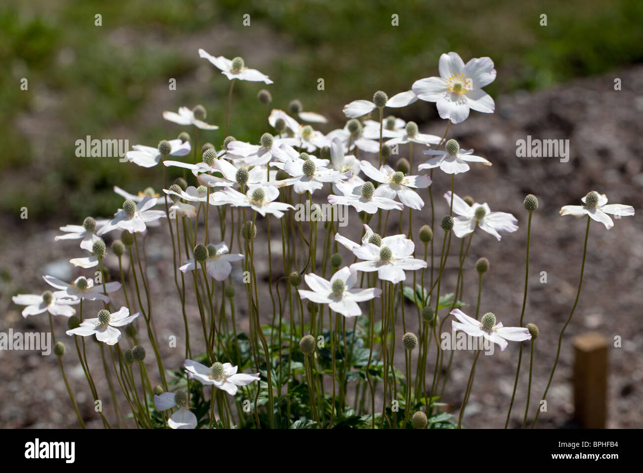 Groß, Thimbleweed Virginiasippa (Anemone virginiana) Stockfoto