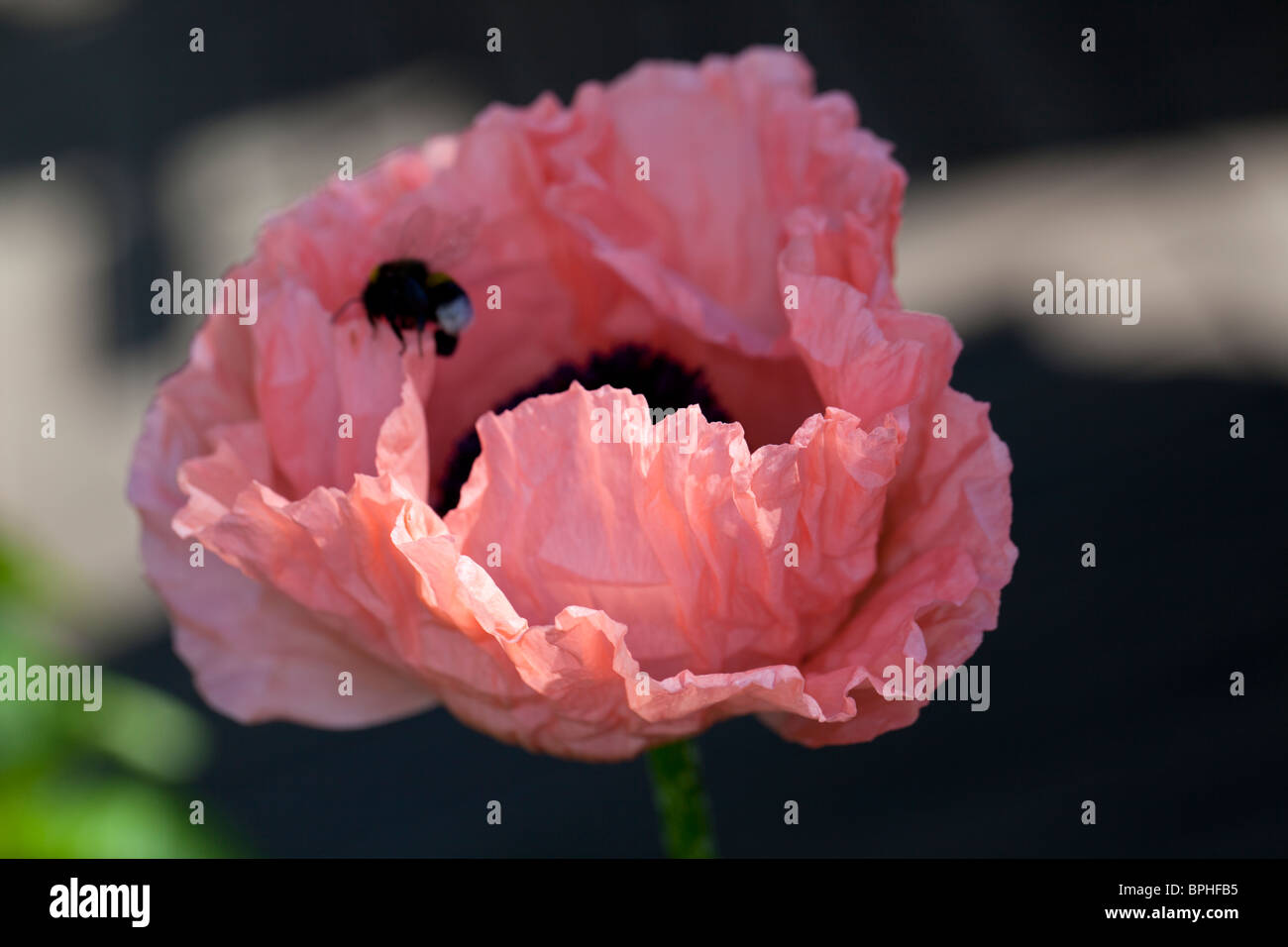 'Helen Elizabeth 'Orientalischen Mohn, Jättevallmo (Papaver Orientale) Stockfoto