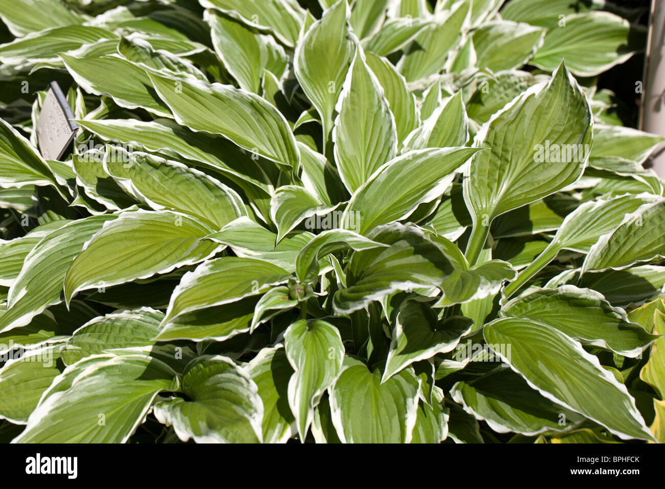 "Schneeflocke" Siebold's Wegerich Lily, Spädfunkia (Hosta sieboldii) Stockfoto