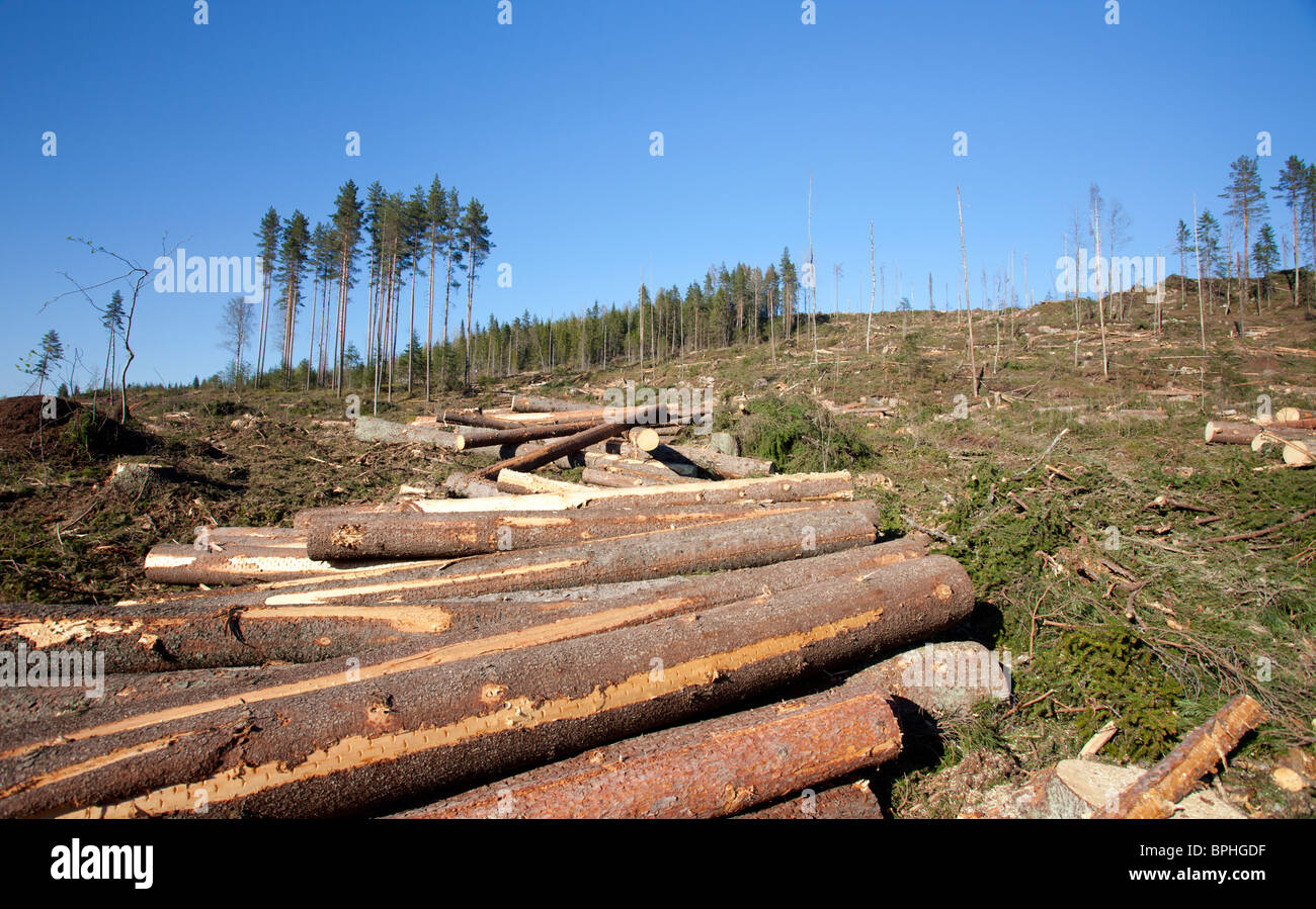 Kiefer- und Fichtenstämme auf finnischem klarem Schnittgebiet im Taiga-Wald, Finnland Stockfoto