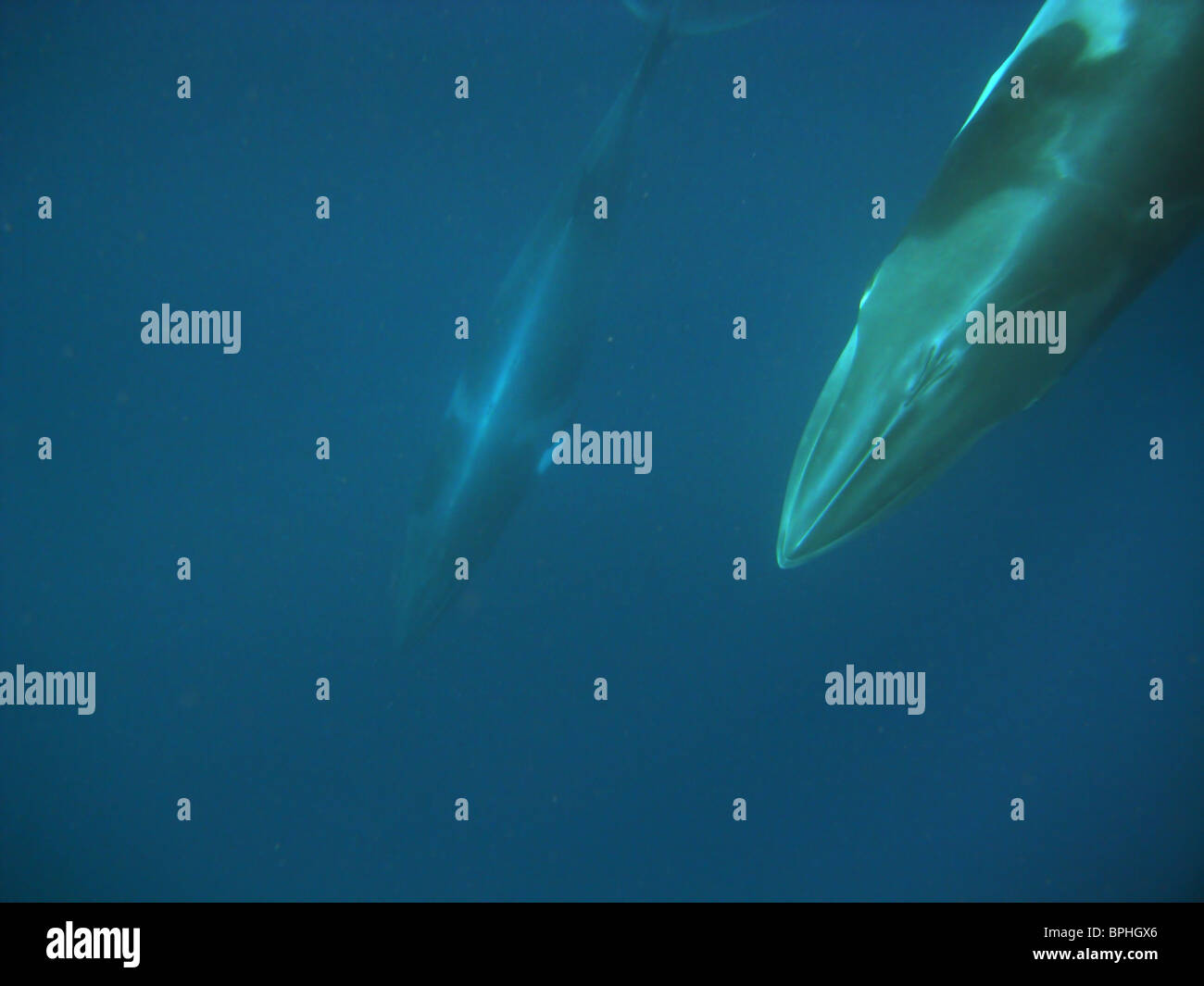 Zwerg Zwergwale (Balaenoptera Acutorostrata), Great Barrier Reef Marinepark, Queensland, Australien Stockfoto