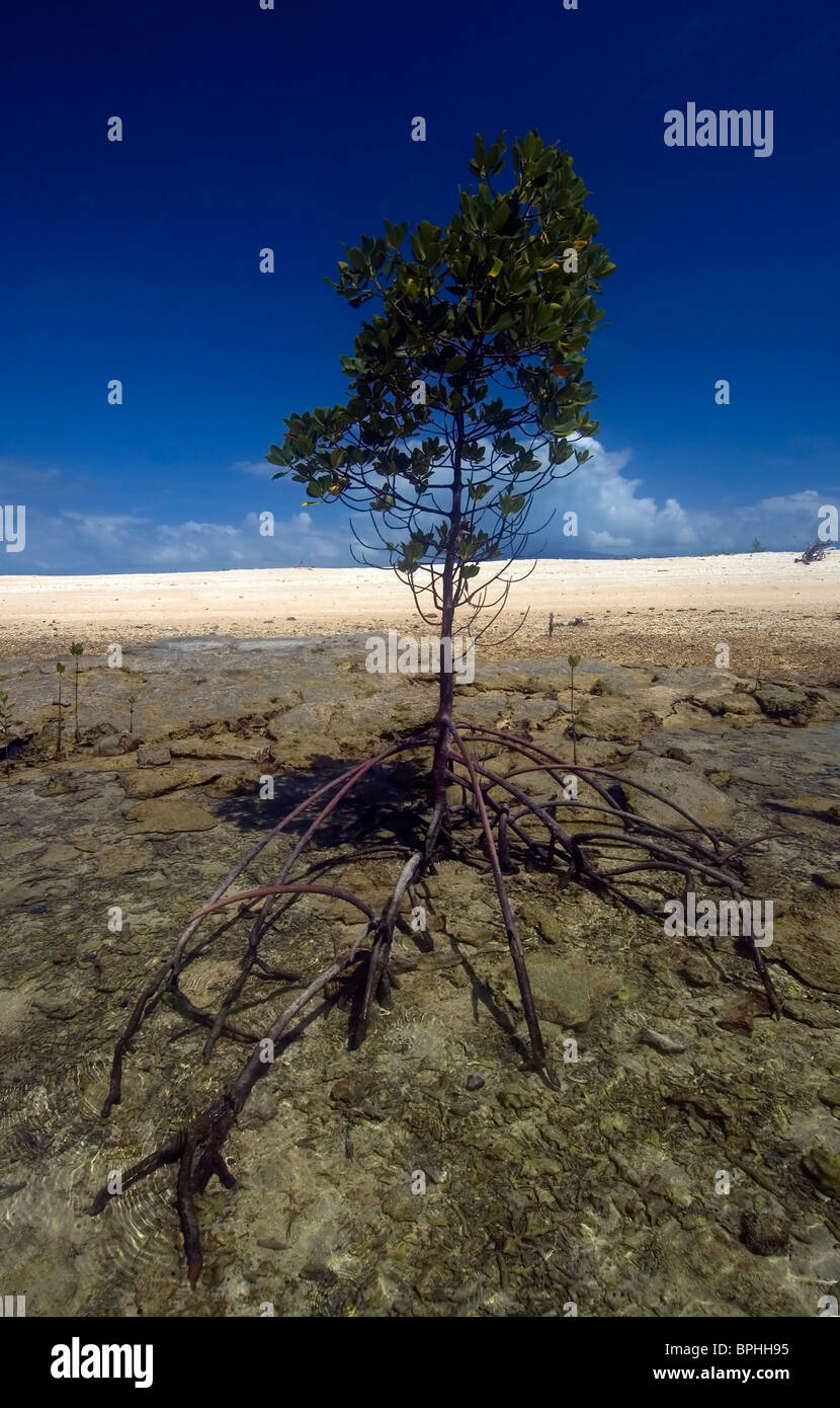 Einsame rote Mangrove Bäumchen (Rhizophora Stylosa) kolonisatorischen Gezeitenzone auf Russell Island, Frankland Islands Nationalpark Stockfoto