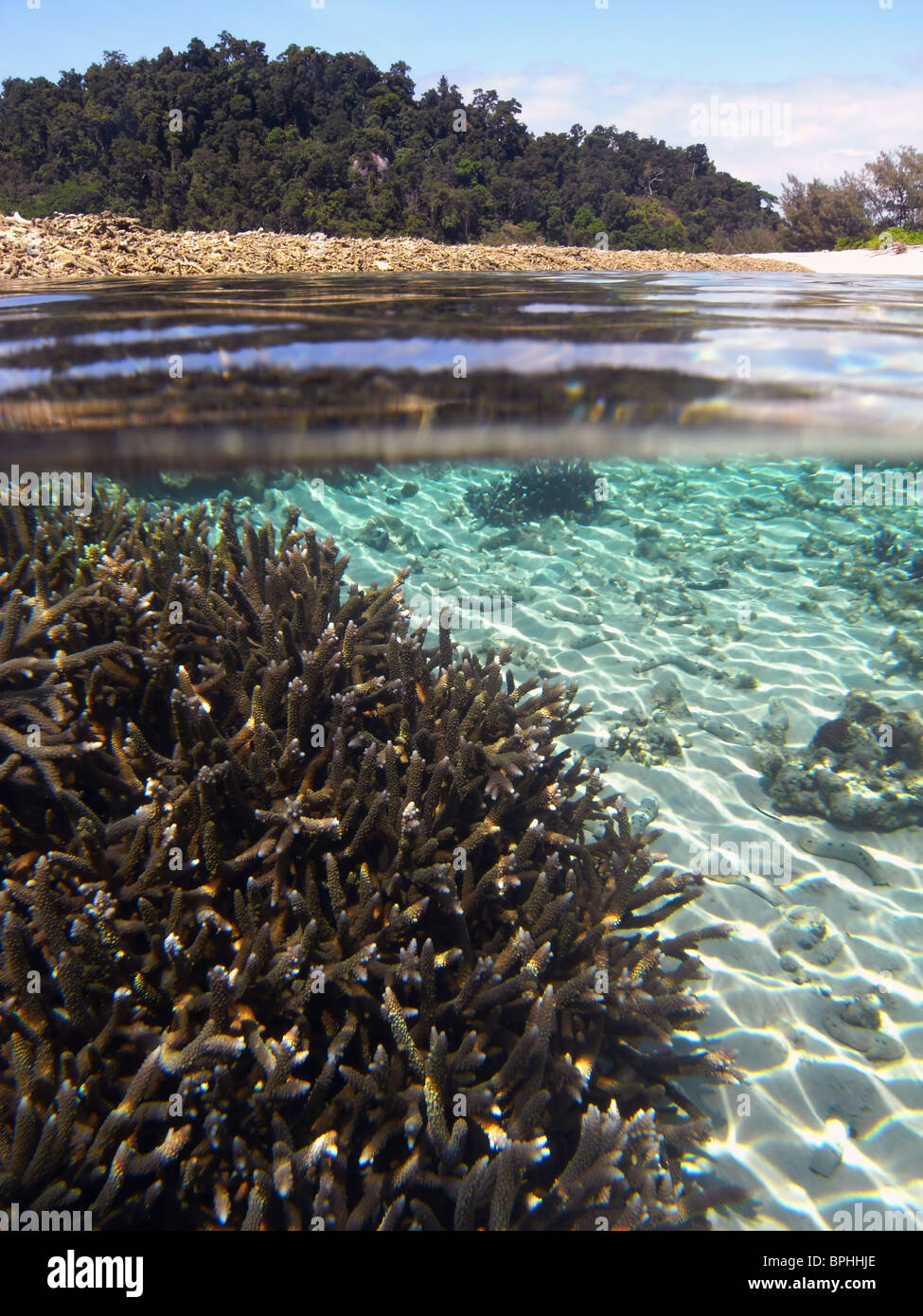 Gesunden Acropora Korallen Kolonie in Lagune bei Russell Island, Frankland Islands National Park, Great Barrier Reef Marine Park Stockfoto