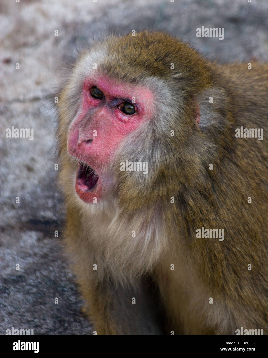 Die japanischen Makaken - ein Freilandforschung. Das Bild wird in einem Zoo empfangen. Stockfoto