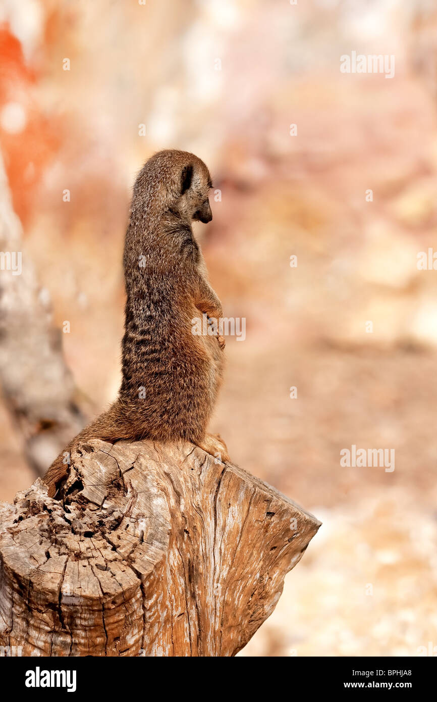 Porträt von ein Erdmännchen, sitzend auf einem Baumstamm im zoo Stockfoto