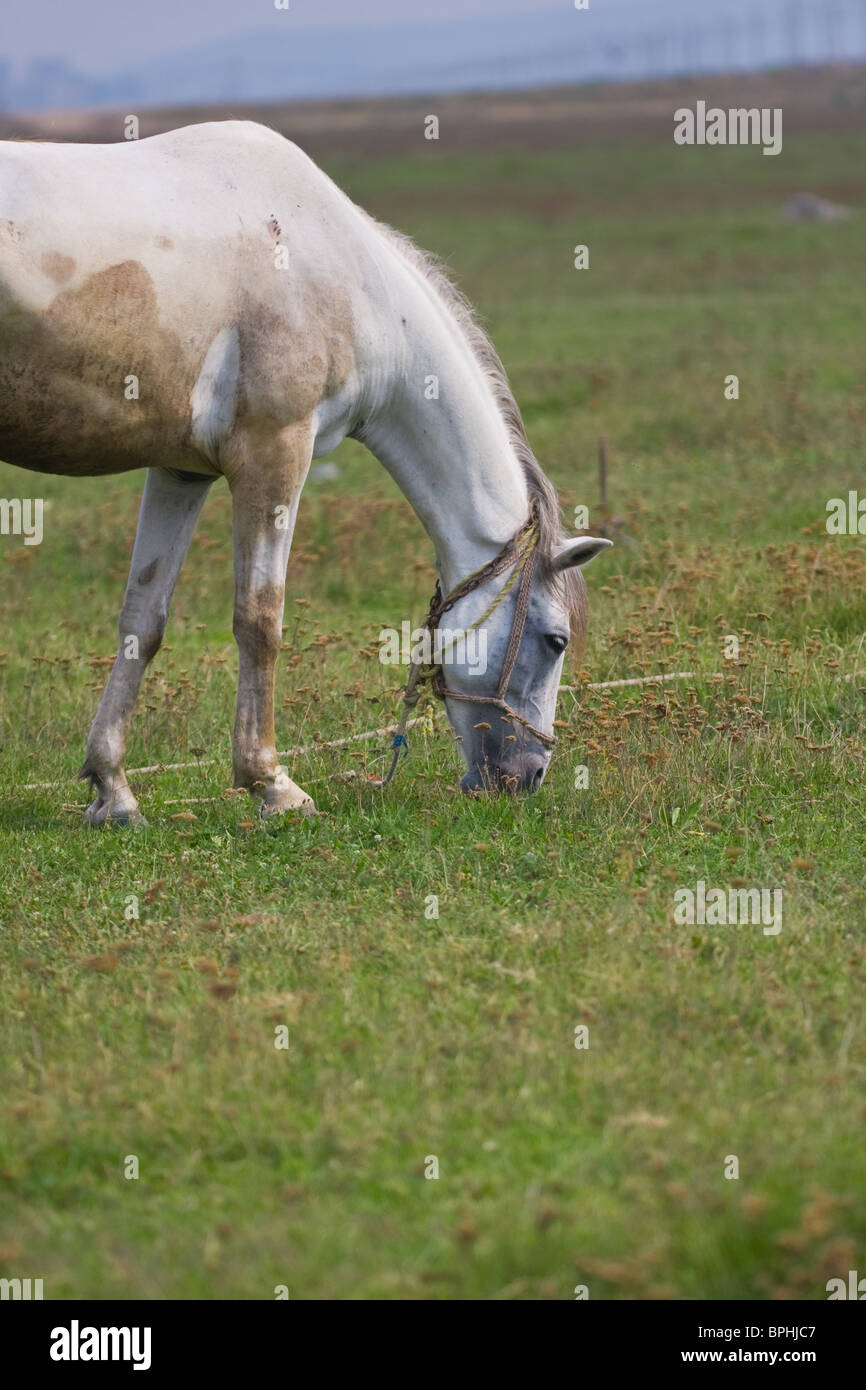 Weißes Pferd gefesselt auf einer Weide grasen. Stockfoto