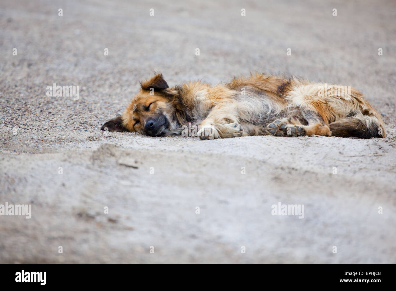 Streunender Hund auf dem Bürgersteig der Straße liegen. Stockfoto