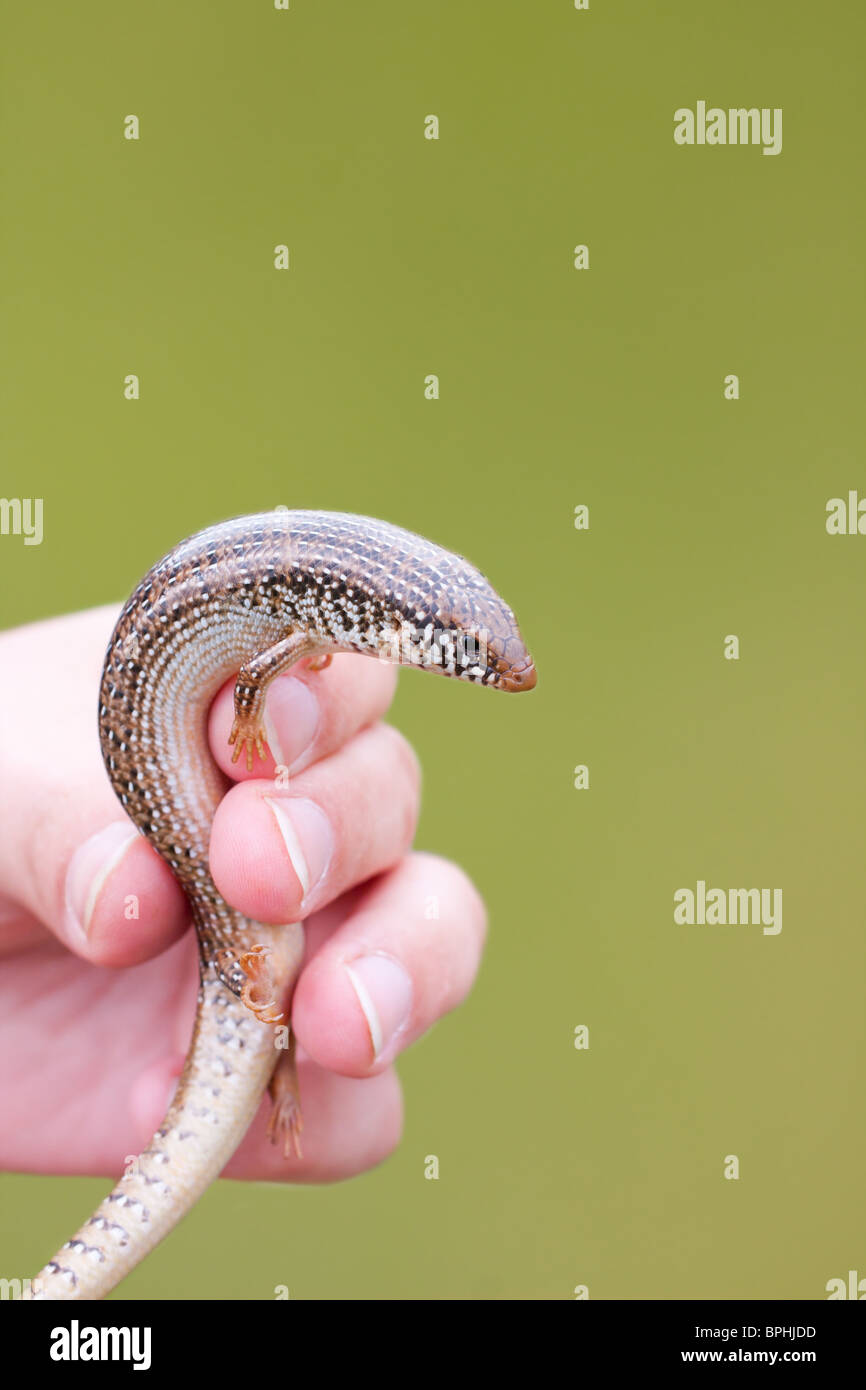 Hand hält eine Ocellated Skink isoliert auf grün. Stockfoto