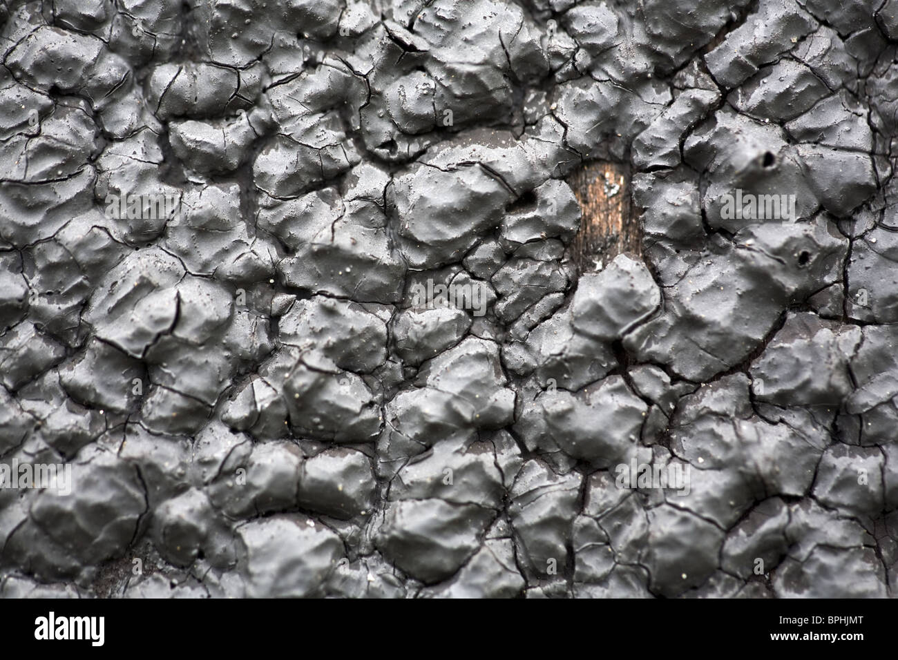 Nahaufnahme von dunklen grauen Farbe abplatzt Holzschuppen, Holland Stockfoto
