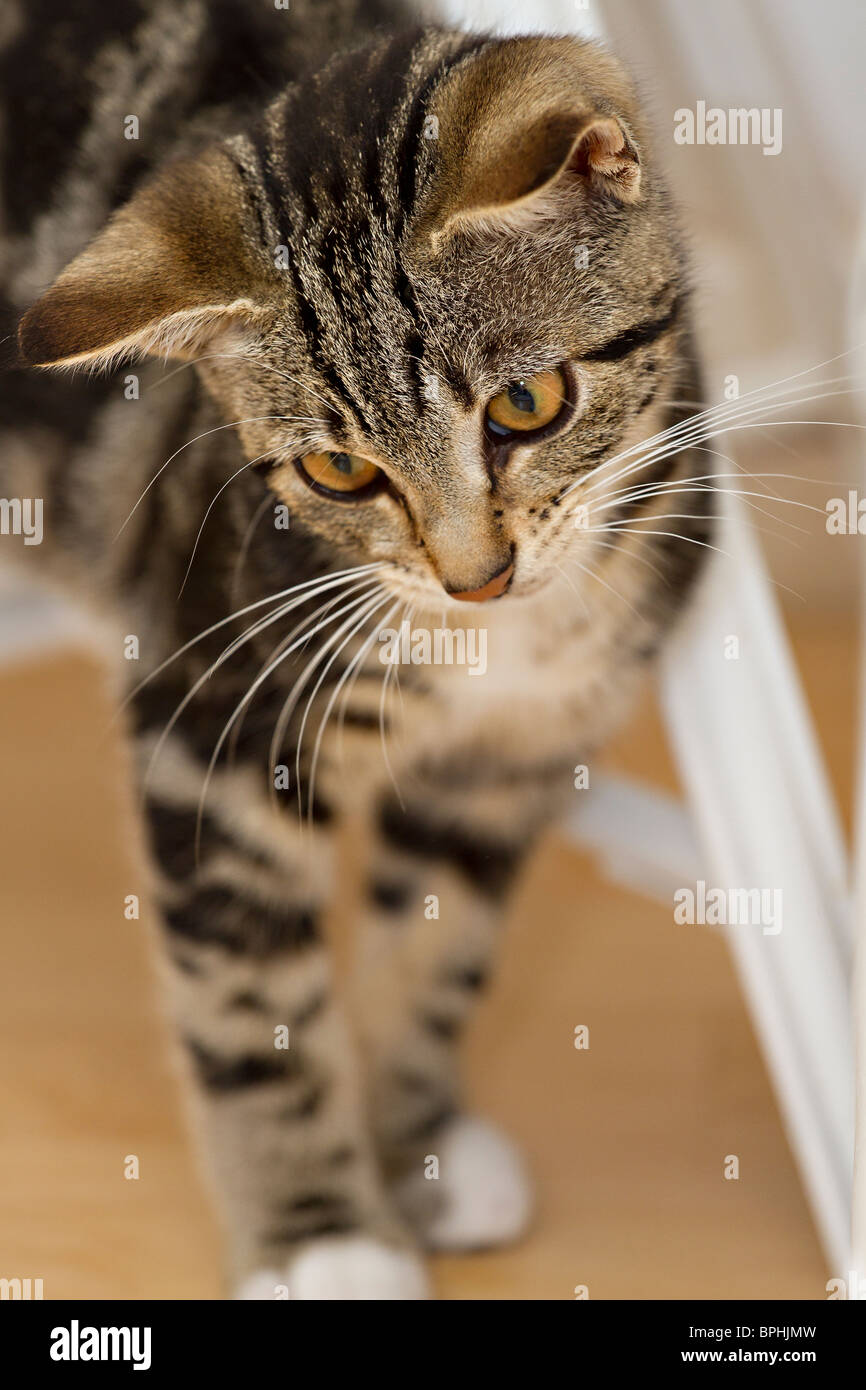 Cute Mackerel Tabby Kitten (Felis catus) den Kopf zu einer Seite etwas an der Seite der Kamera gerichtet Stockfoto