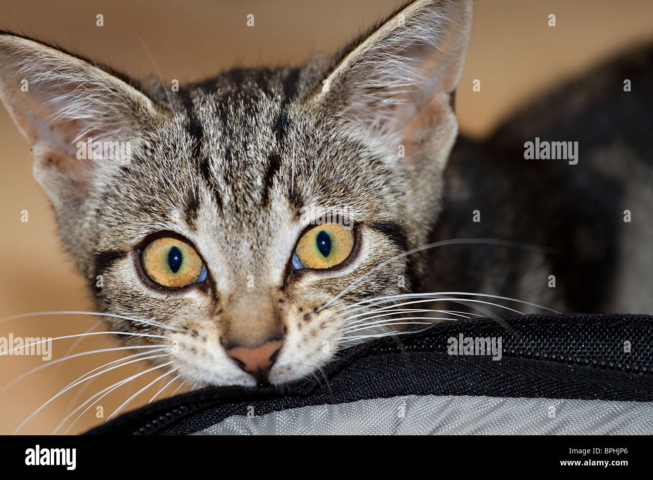 Niedlich, aber Freche Mackerel Tabby Kitten (Felis catus) beißen einen Beutel mit einem trotzigen Gesichtsausdruck. Stockfoto