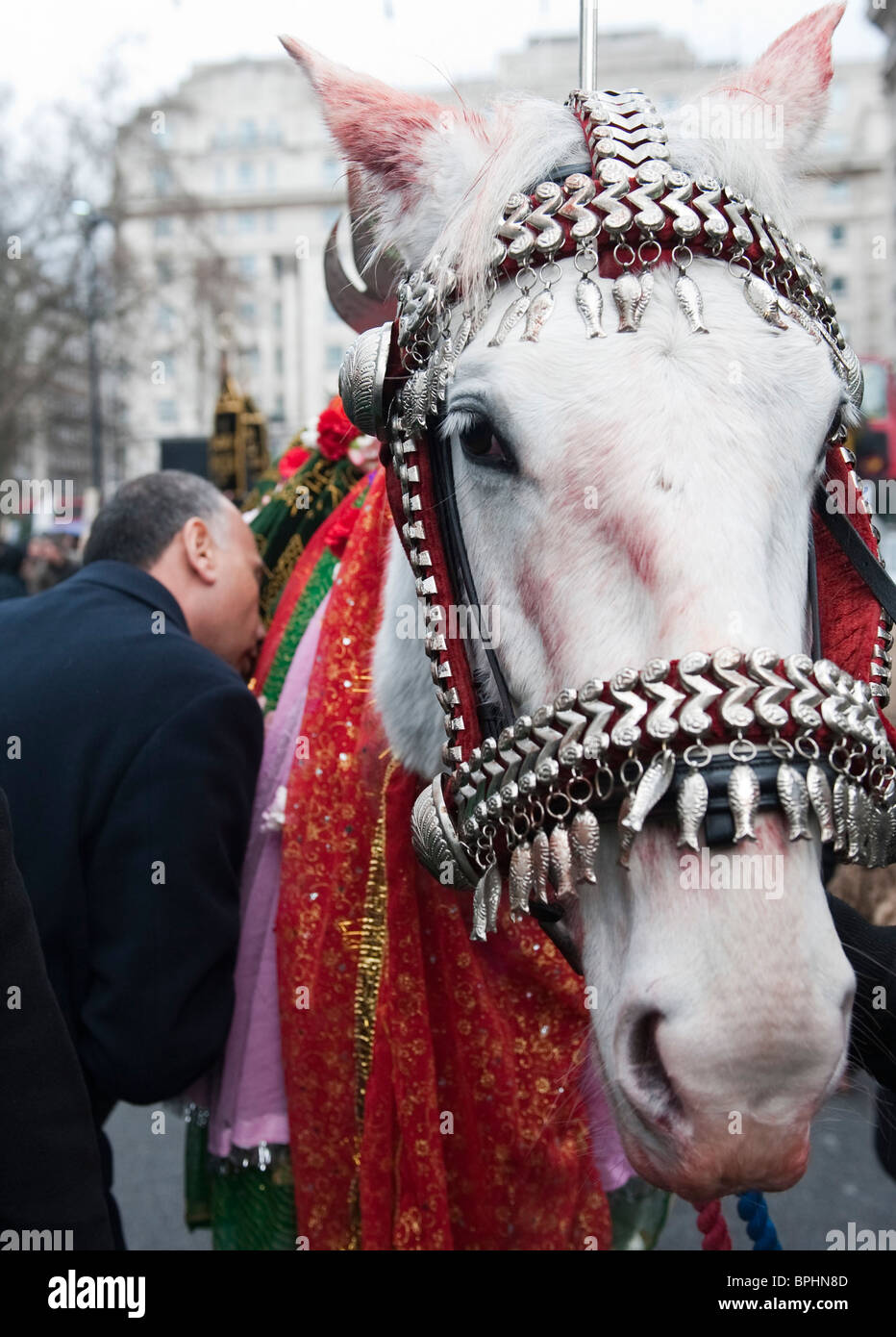 Ein muslimischer Mann Shia küsst das zeremonielle Pferd am Arbaeen Prozession in central London UK Stockfoto