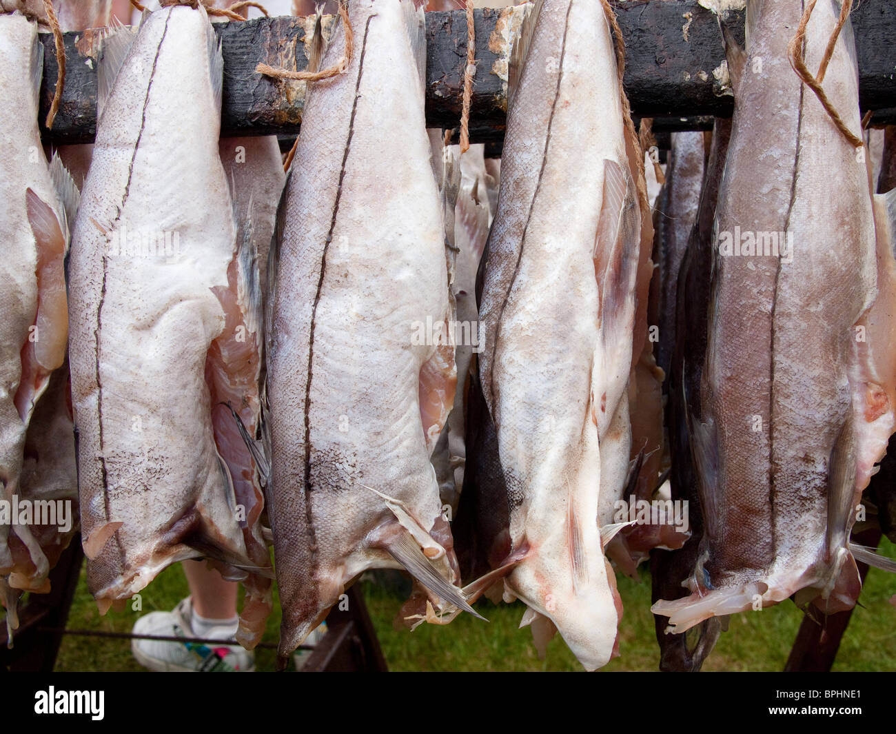 Arbroath Smokies vor dem Kochen Stockfoto