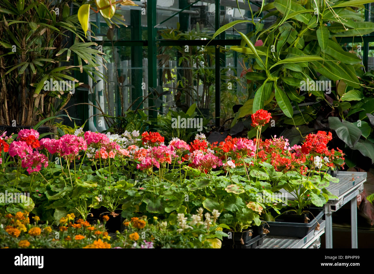 Blumen horizontale pflanzen pflanzen Fotos und Bildmaterial in hoher