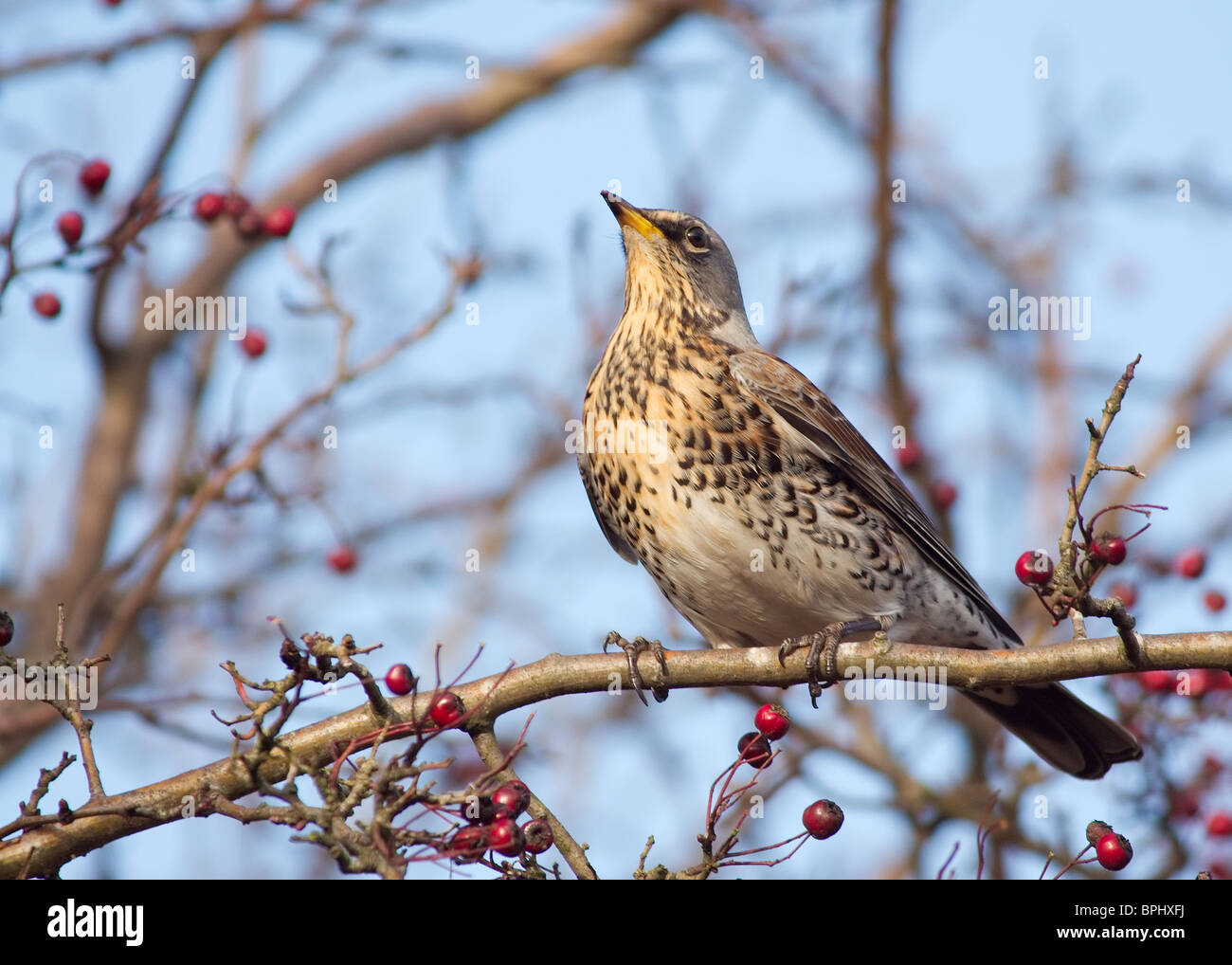 Wacholderdrossel, Turdus Pilaris, geschossenen im Naturreservat Marton Mere, Blackpool Stockfoto