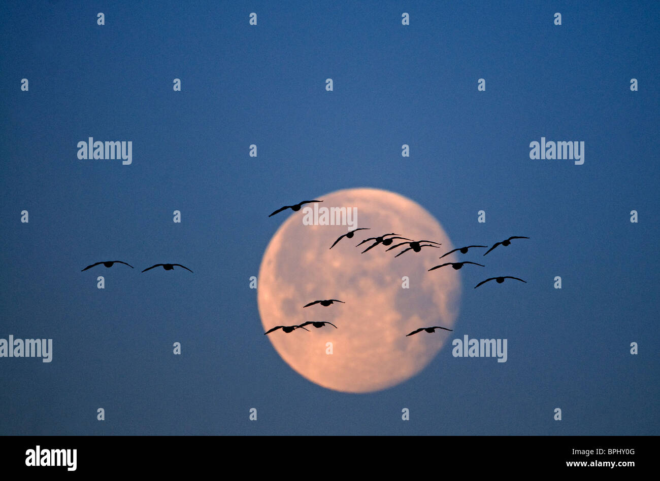 Pink-footed Gänse Anser Brachyrynchus fliegen bald nach Einbruch der Dunkelheit und Silhouette gegen Mond Holkham Norfolk winter Stockfoto