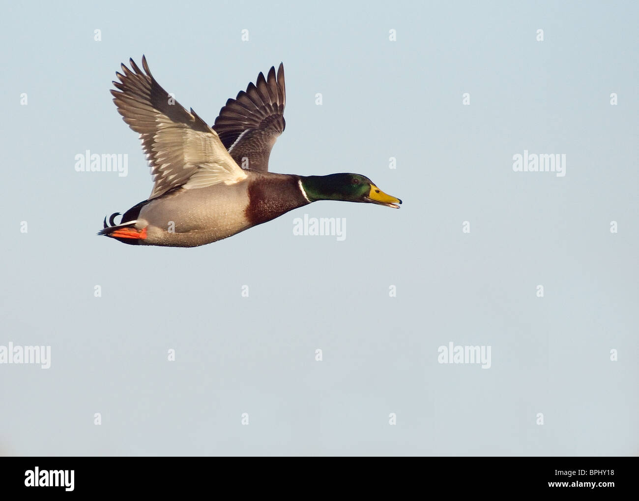 Stockente, Anas Platyrhynchos, fotografiert im bloßen Naturreservat Marton, Blackpool Stockfoto