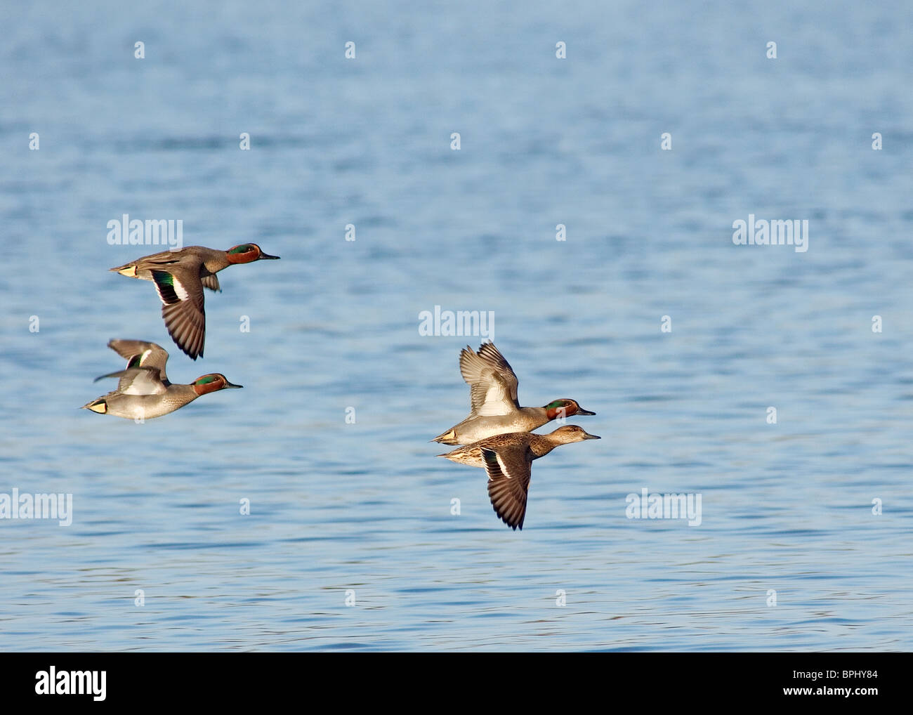 Teal, Anas Vogelarten, fotografiert im bloßen Naturreservat Marton, Blackpool Stockfoto