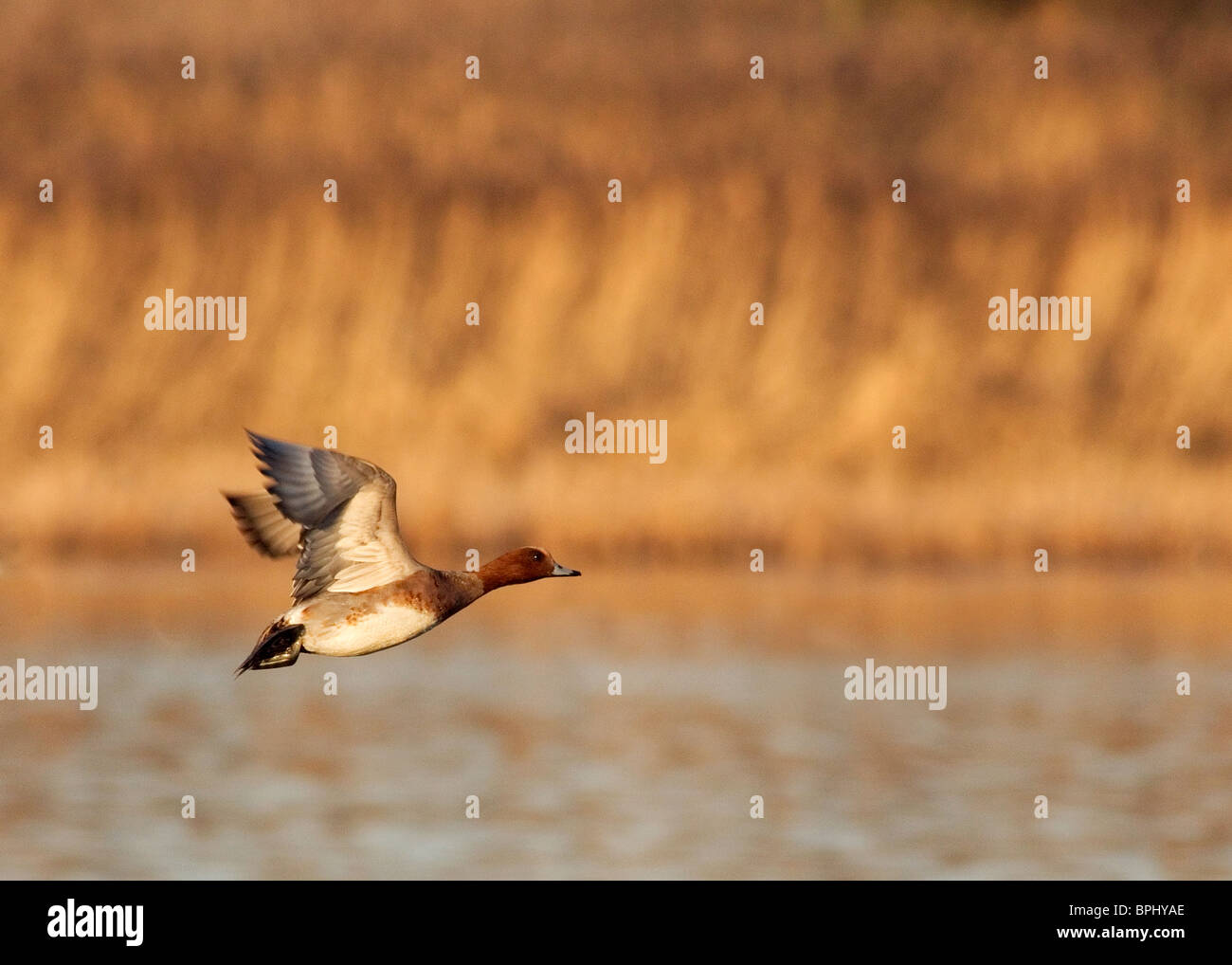 Pfeifente, Anas Penelope, fotografiert im Naturreservat Marton Mere, Blackpool Stockfoto