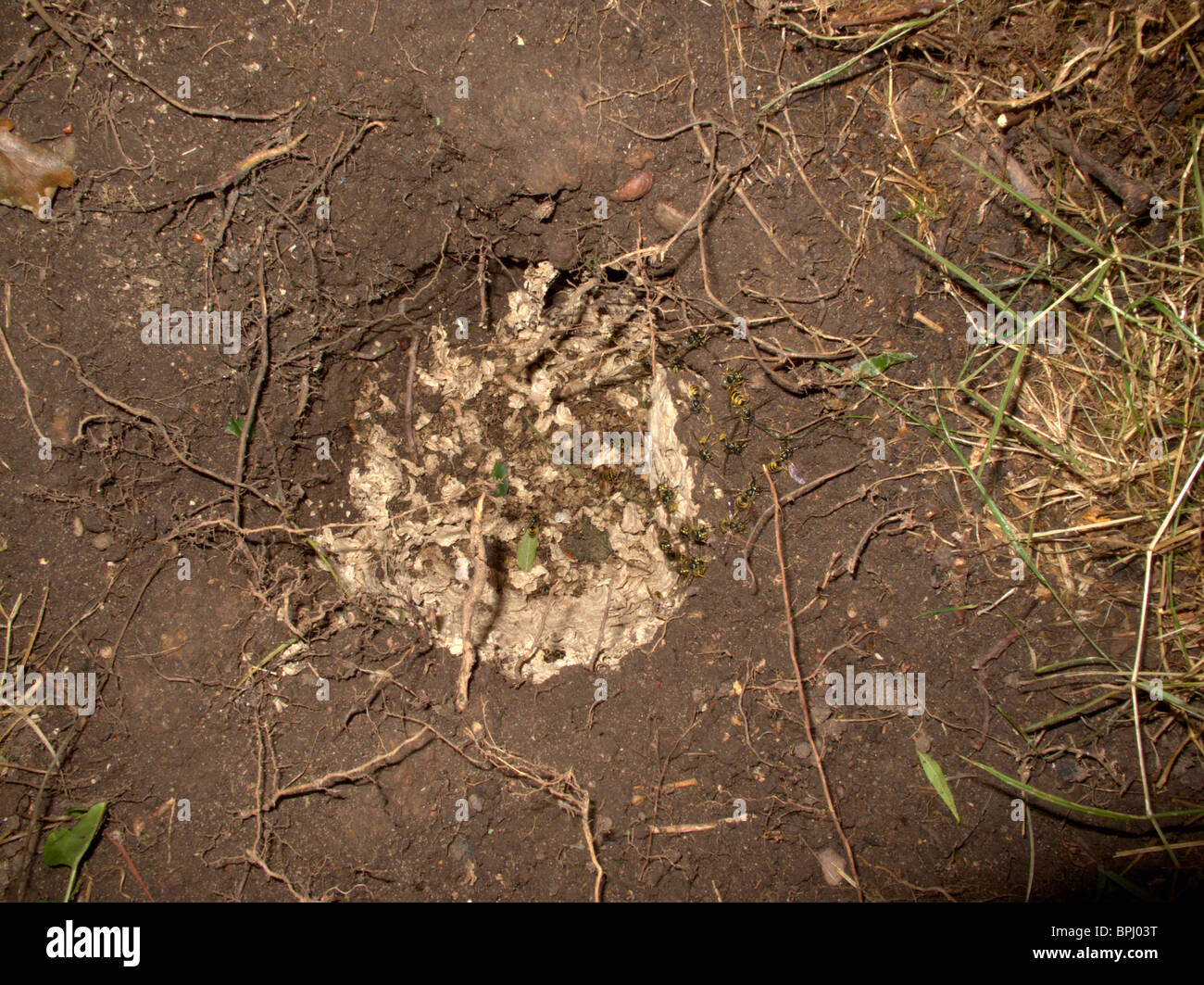 Dachs, Meles Meles, Wespennest ausgegraben durch Dachse, Midlands, Juli 2010 Stockfoto