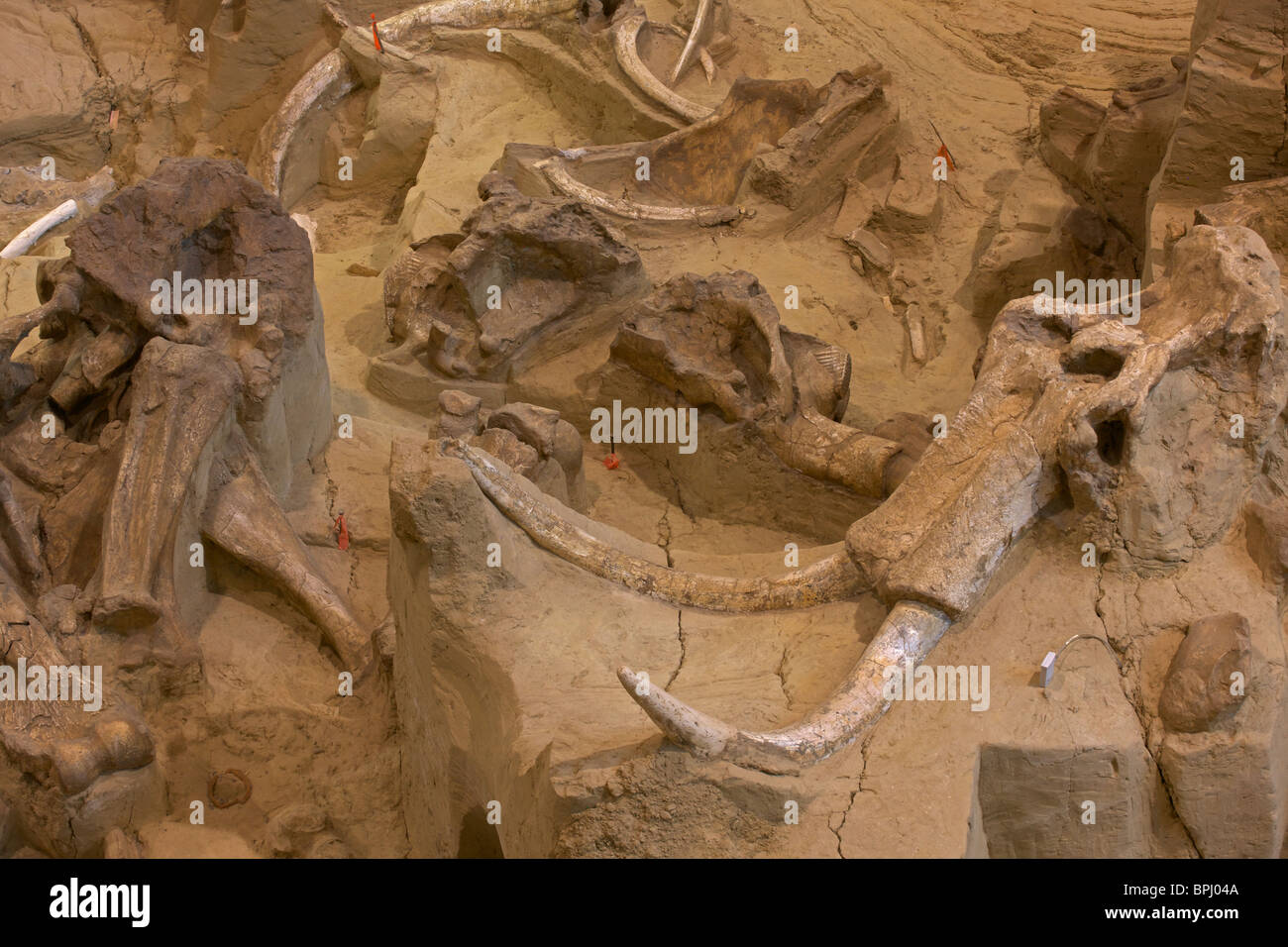 Kolumbianische fossilen Mammut (Mammuthus Columbi) - Schädel und Stoßzähne - South Dakota - USA Stockfoto
