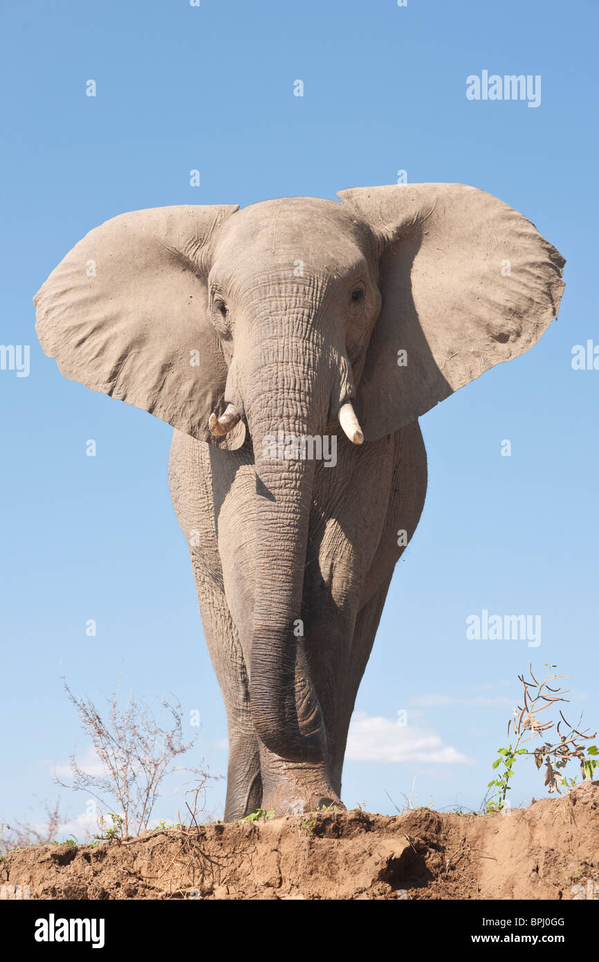 Afrikanischer Elefantenbulle steht auf einer Sandbank neben dem Sambesi. Stockfoto