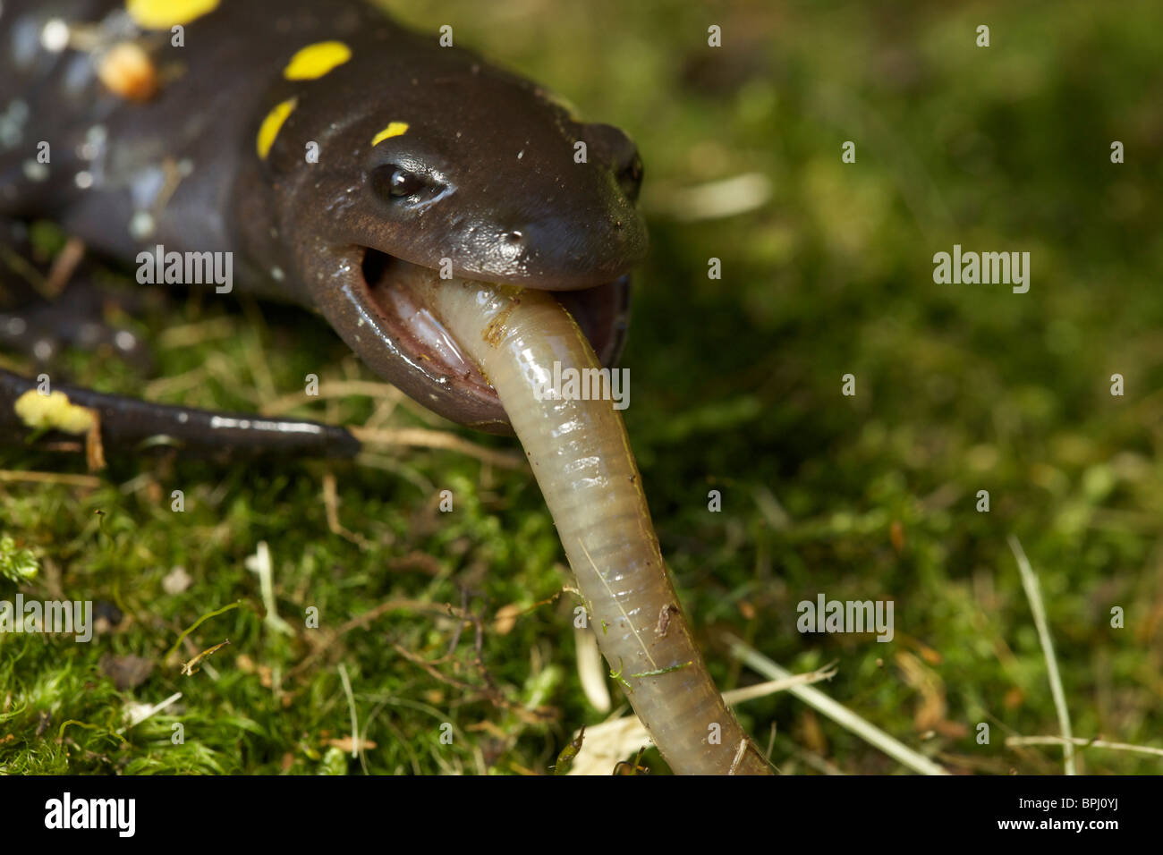 Close Up Of Feeding Salamander Fotos Und Bildmaterial In Hoher