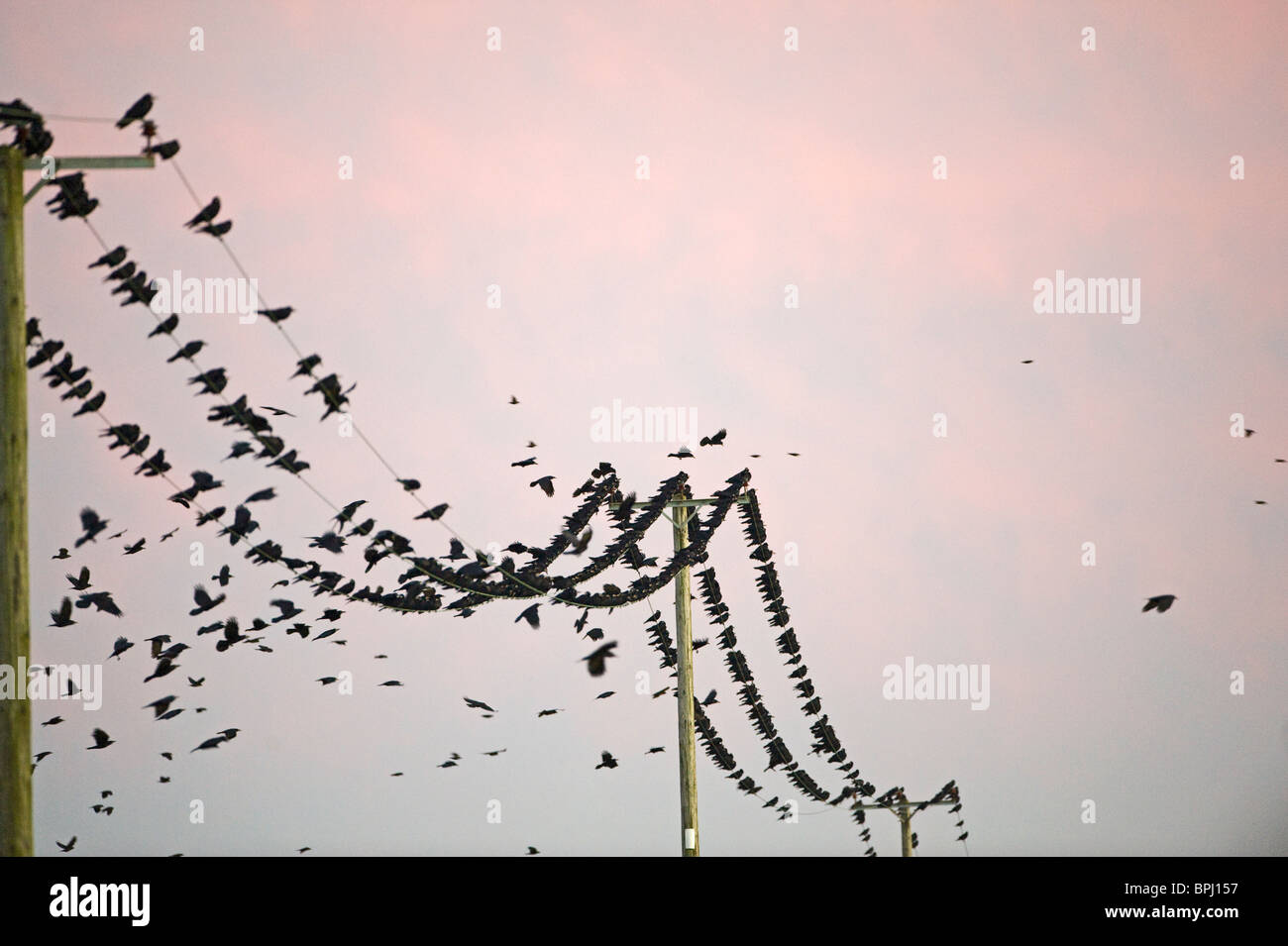 Saatkrähen Corvus Frugilegus Ankunft am Schlafplatz Buckenham Norfolk winter Stockfoto