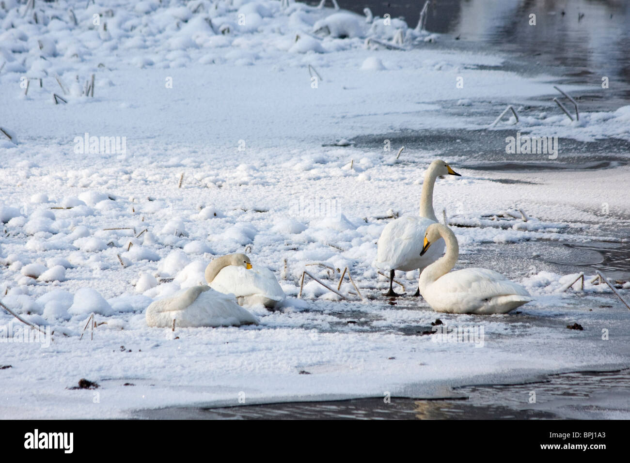 Schwäne auf dem Eis des Flusses in Nyköping, Schweden, an einem sehr kalten Wintertag. Stockfoto