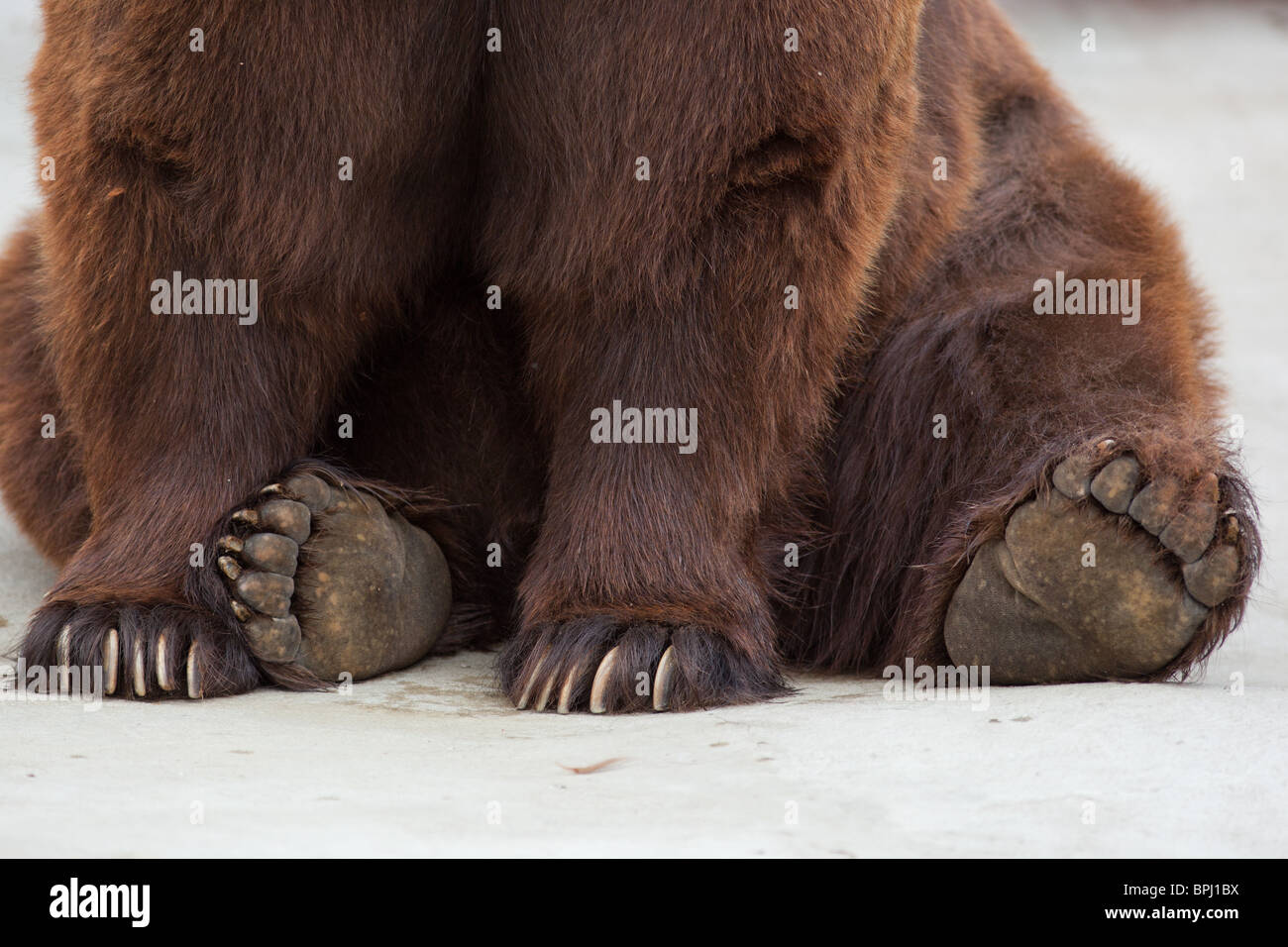 Pfoten von einem Braunbären hautnah. Alten Braunbären in einem Zoo. Ursus arctos Stockfoto