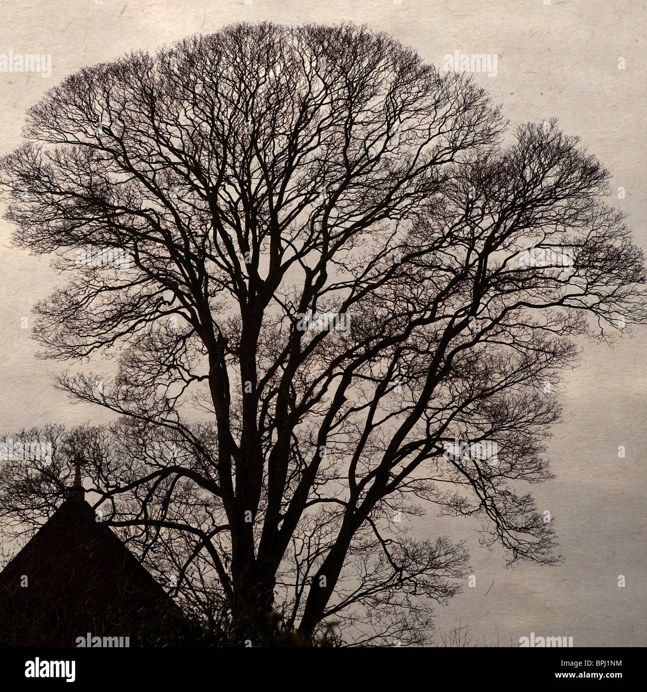 Ein einsamer Baum und ein Dach des Hauses mit einem dramatischen Wolkenhimmel. Vintage alte Papierstruktur Stockfoto