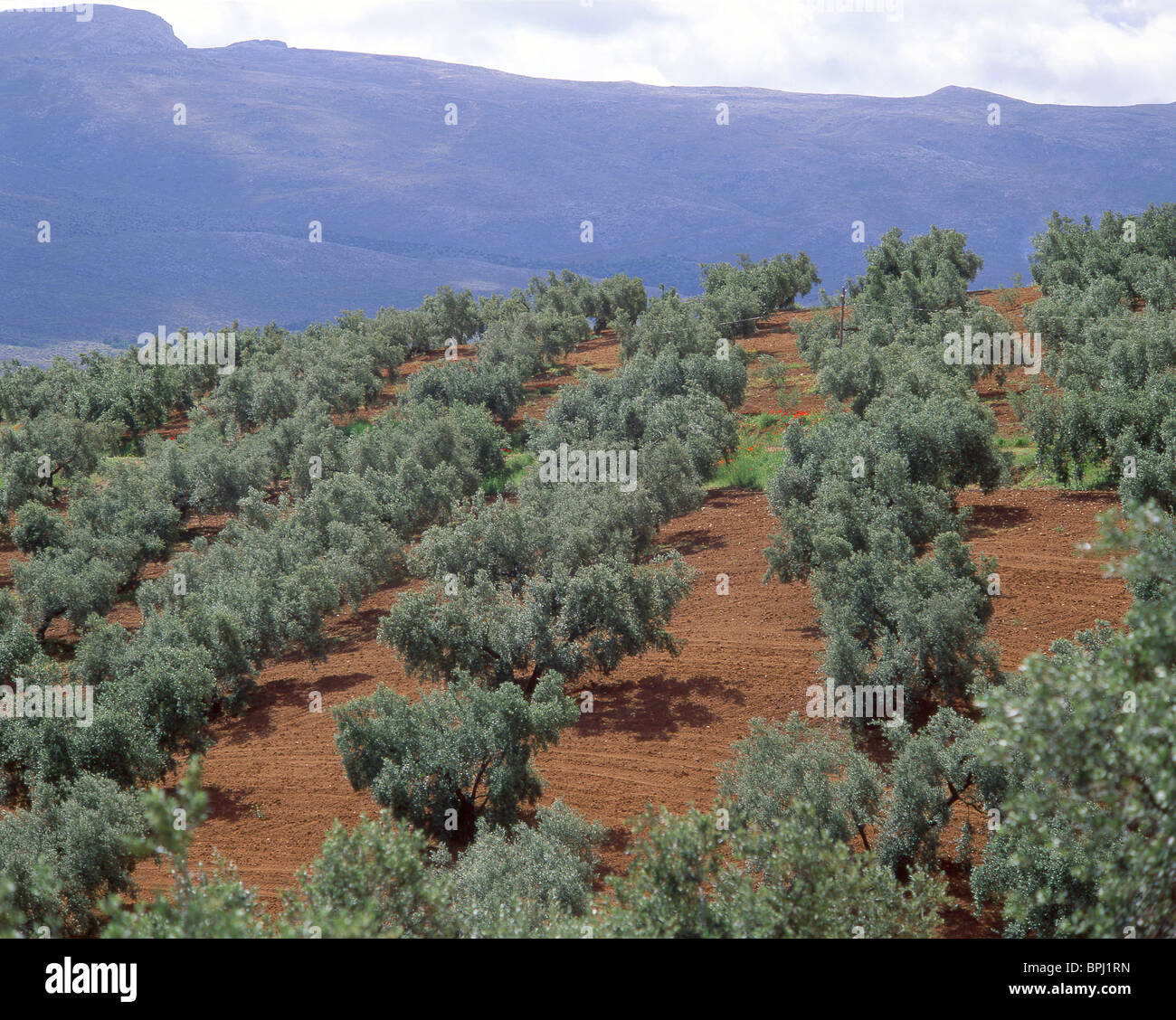 Hillside Olive Grove, Provinz Granada, Andalusien, Spanien Stockfoto