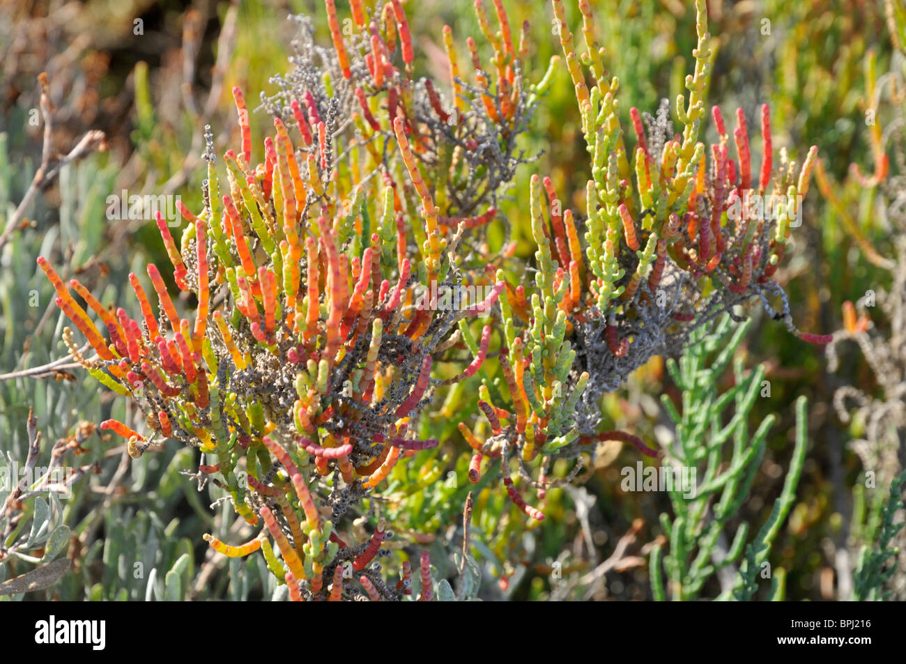 Salicornia SP., Sommer, Naturpark Ria Formosa, Algarve, Portugal