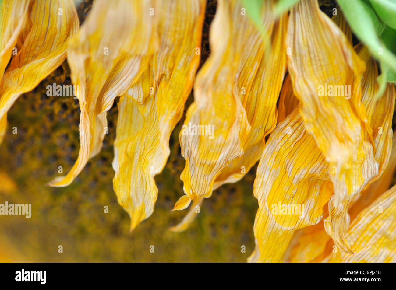 sonnenblume Fotos und Bildmaterial in hoher Auflösung