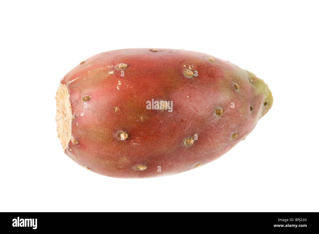 Kaktus Frucht mit weißem Hintergrund Stockfoto