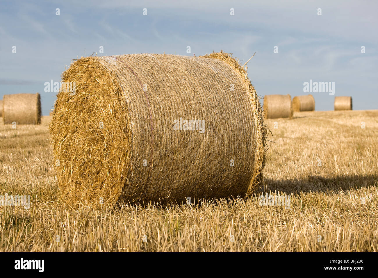 Strohballen in einem Feld in Cornwall im Abendlicht. Stockfoto