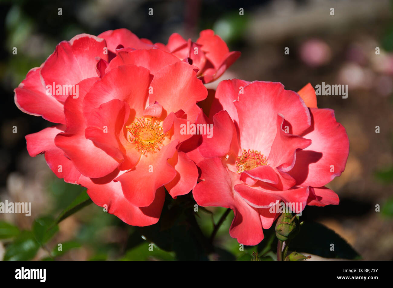 Wunderschöne lebendige Cluster von Playboy Rosen im Olympia Rose Society Centennial Rose Garden in Tumwater, Washington. Stockfoto