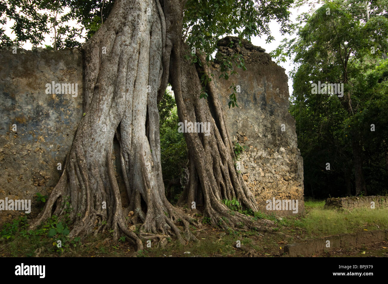 Würgefeige wächst über eine Mauer, Gedi Ruinen, Watamu, Kenia Stockfoto