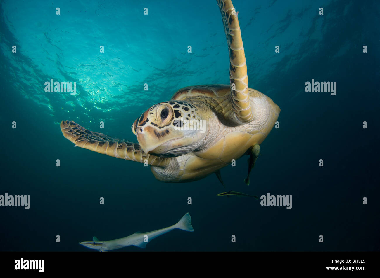 Green Turtle, Chelonia Mydas, mit Schiffshaltern auf Unterseite, Dimakya Island, Coron, Palawan, Philippinen Stockfoto