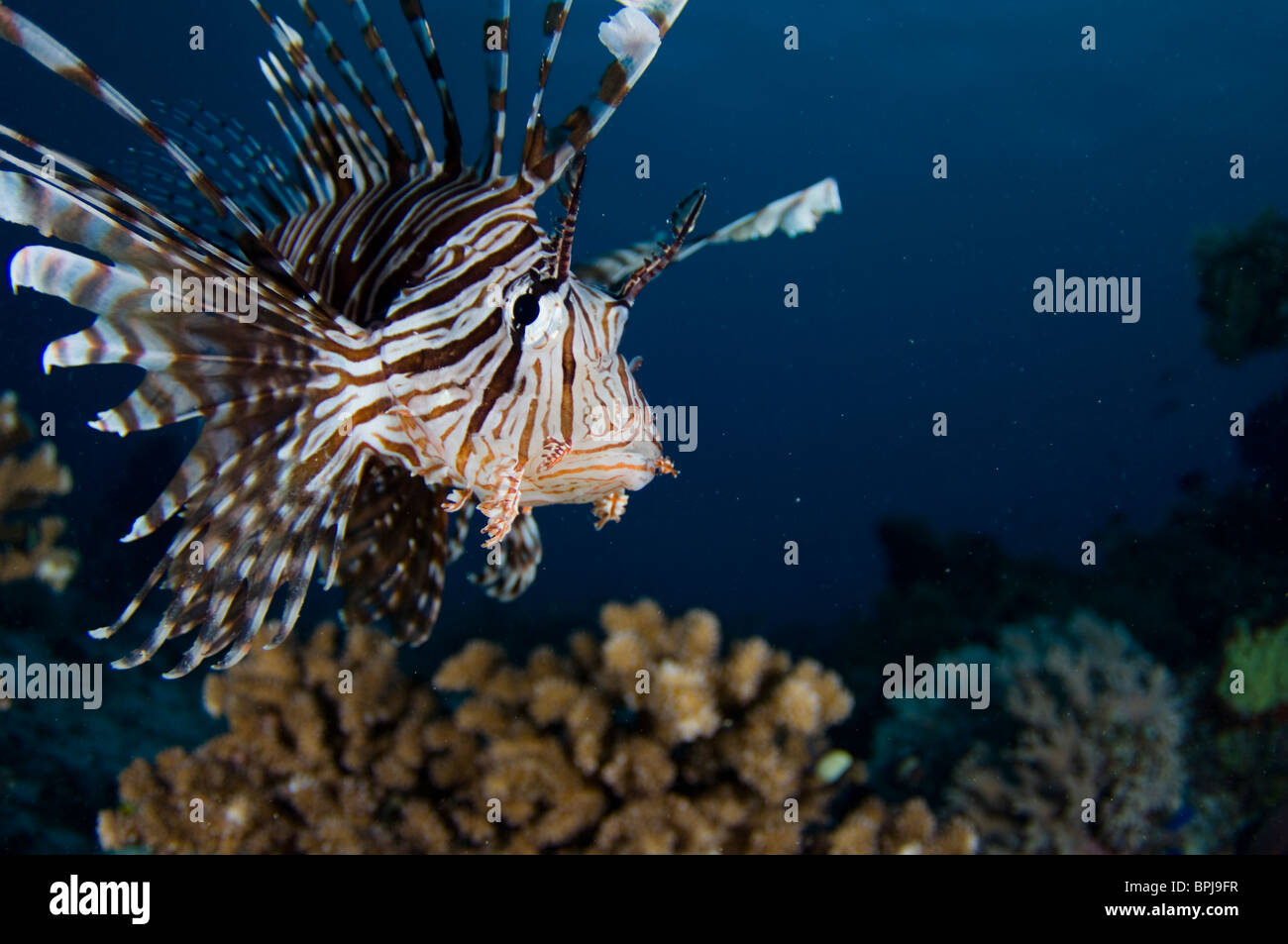 Gemeinsamen Rotfeuerfisch Pterois Volitans, Tubbataha, Philippinen. Stockfoto