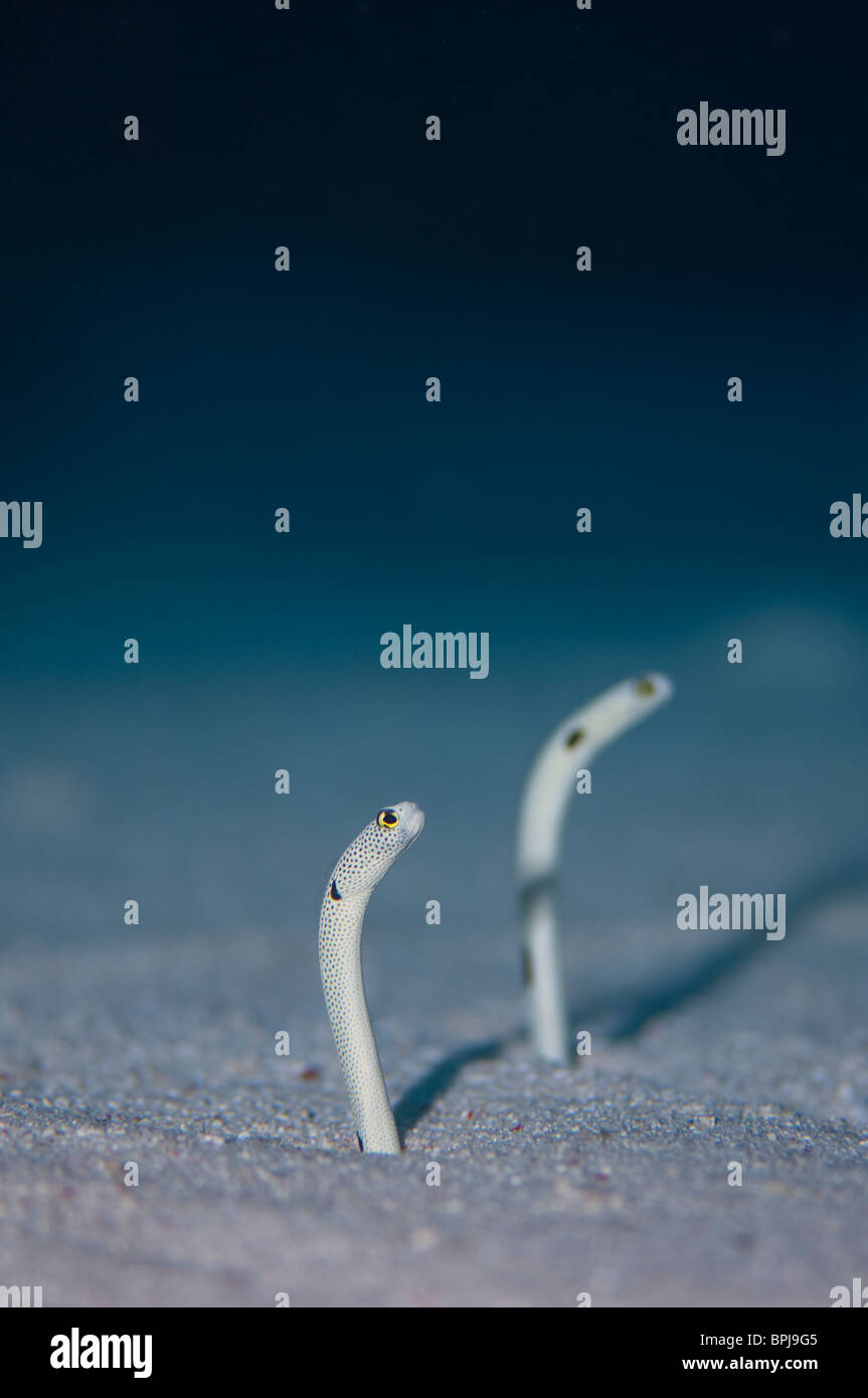 Paar entdeckt Garten Aal, Heteroconger Hassi, Tubbataha, Philippinen. Stockfoto