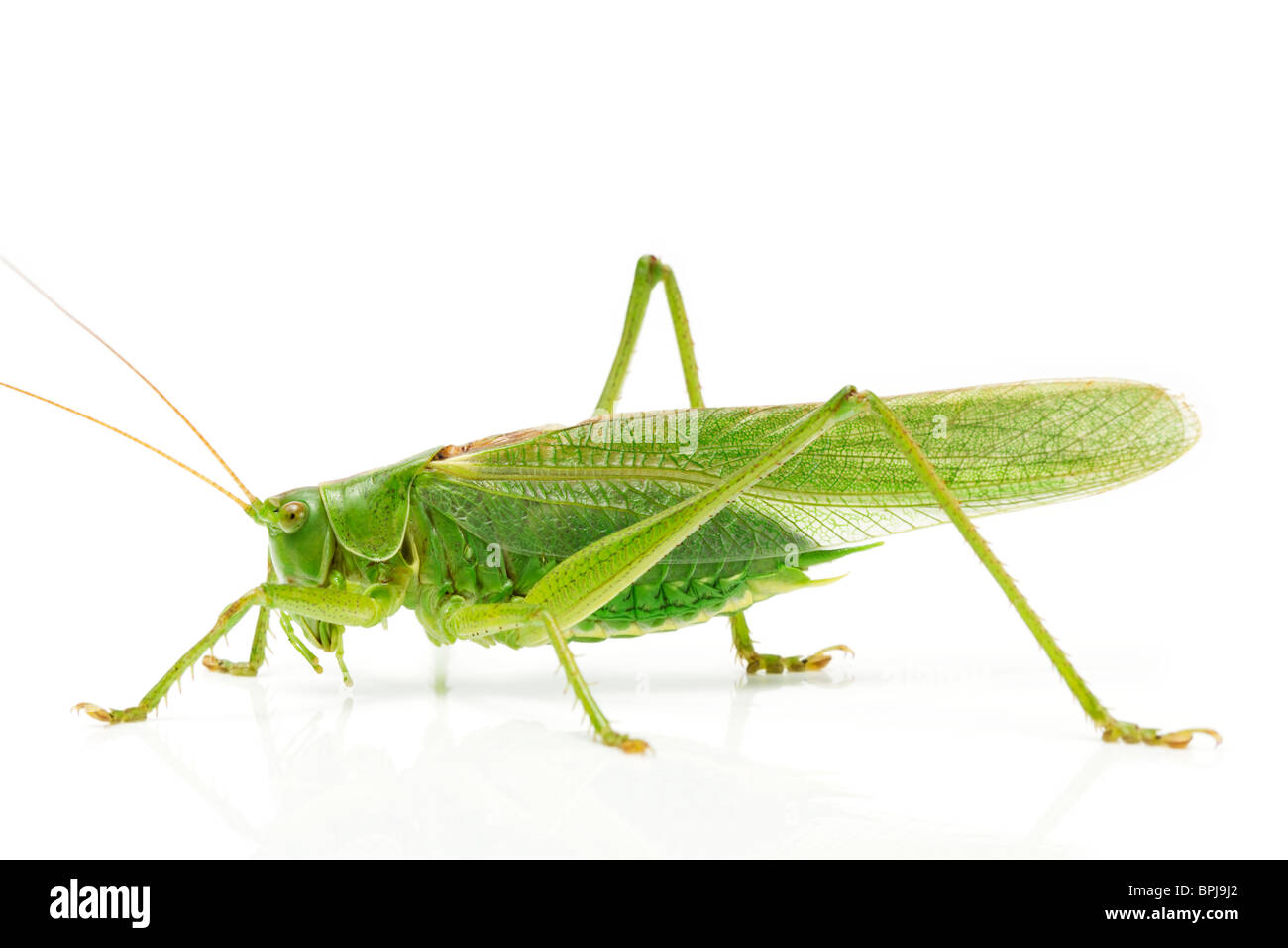 Heuschrecke von Seite auf weißem Hintergrund Stockfoto