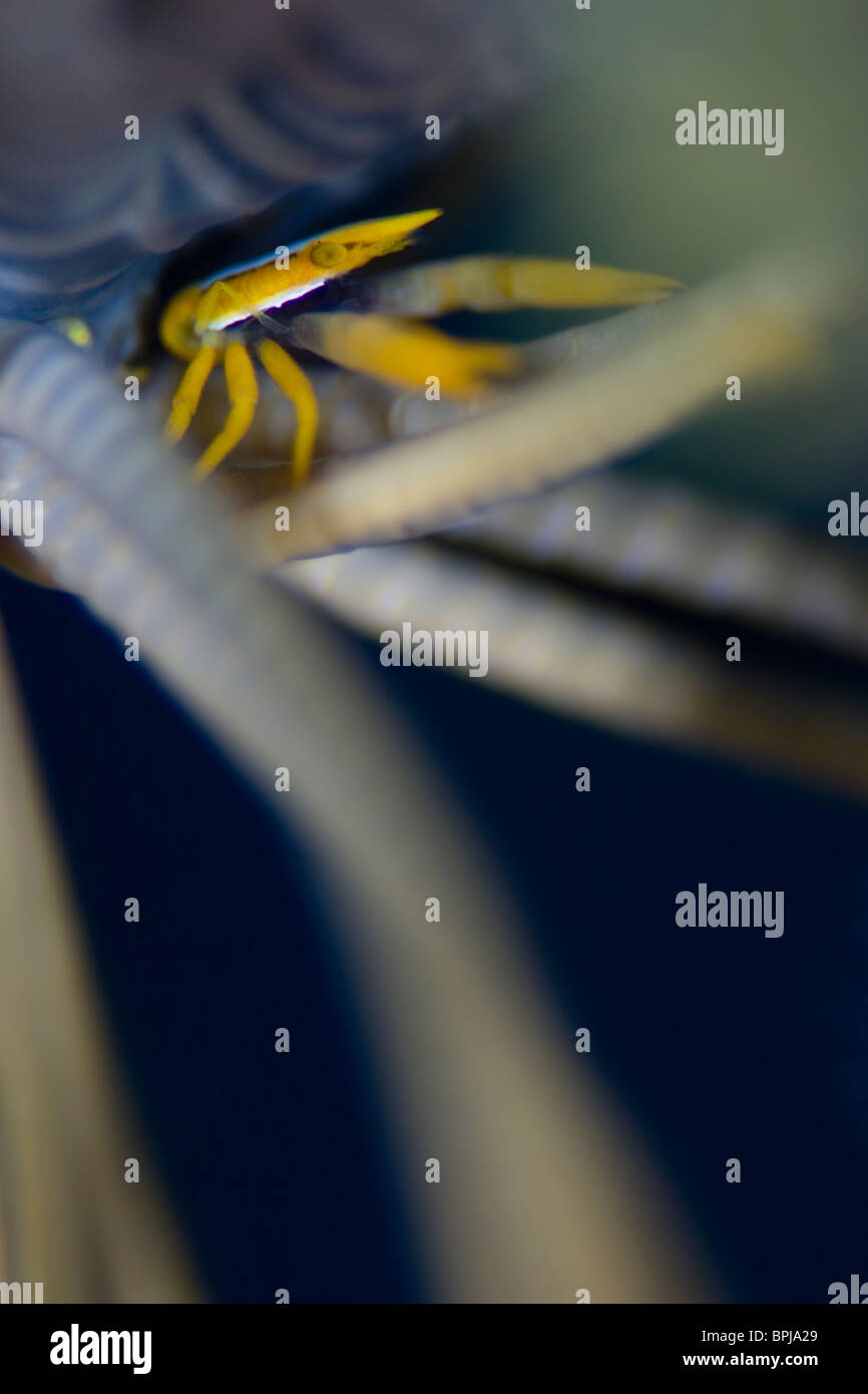 Peitschenkorallen Squat Lobster, Allogalathea Elegans, Apo Reef, Tubbataha, Philippinen. Stockfoto