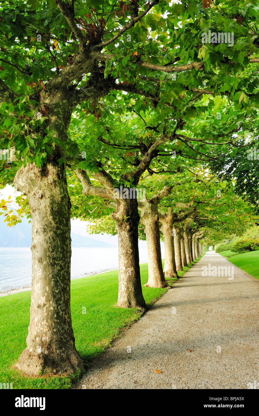 Allee von Platanen, Comer See, Lombardei, Italien Stockfoto