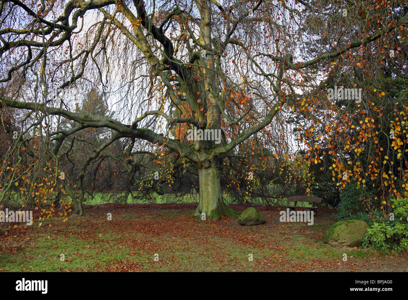 Buche, Schlosspark im Herbst, Schloss Lembeck, Dorsten, Münsterland, Nordrhein-Westfalen, Deutschland Stockfoto